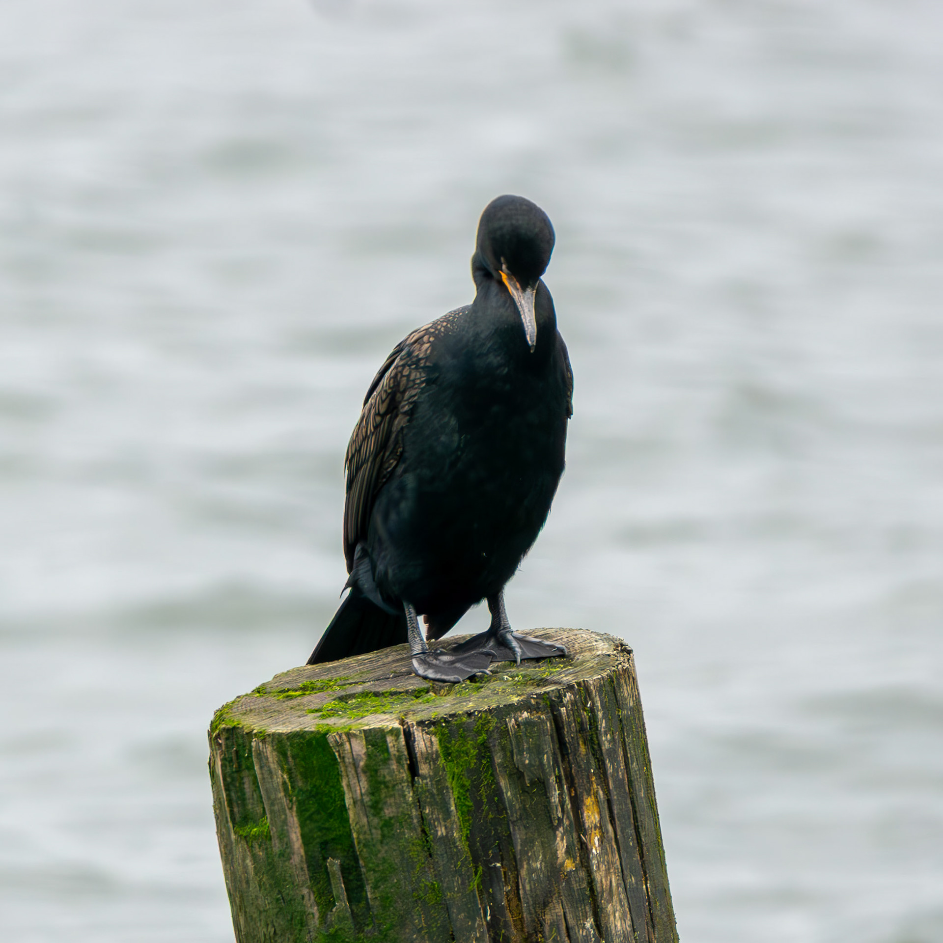 Double-Crested Cormorant