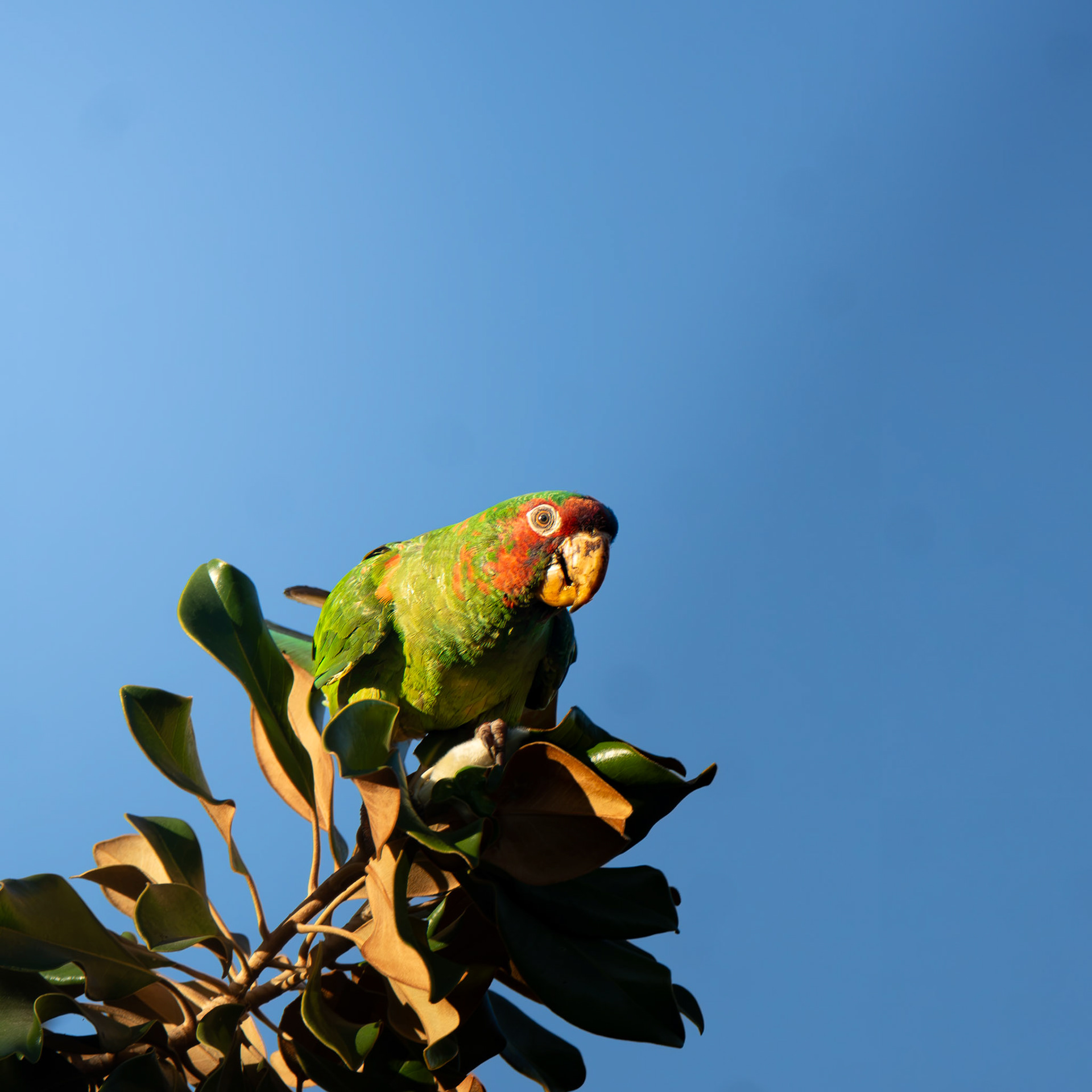 Miltred Parakeet