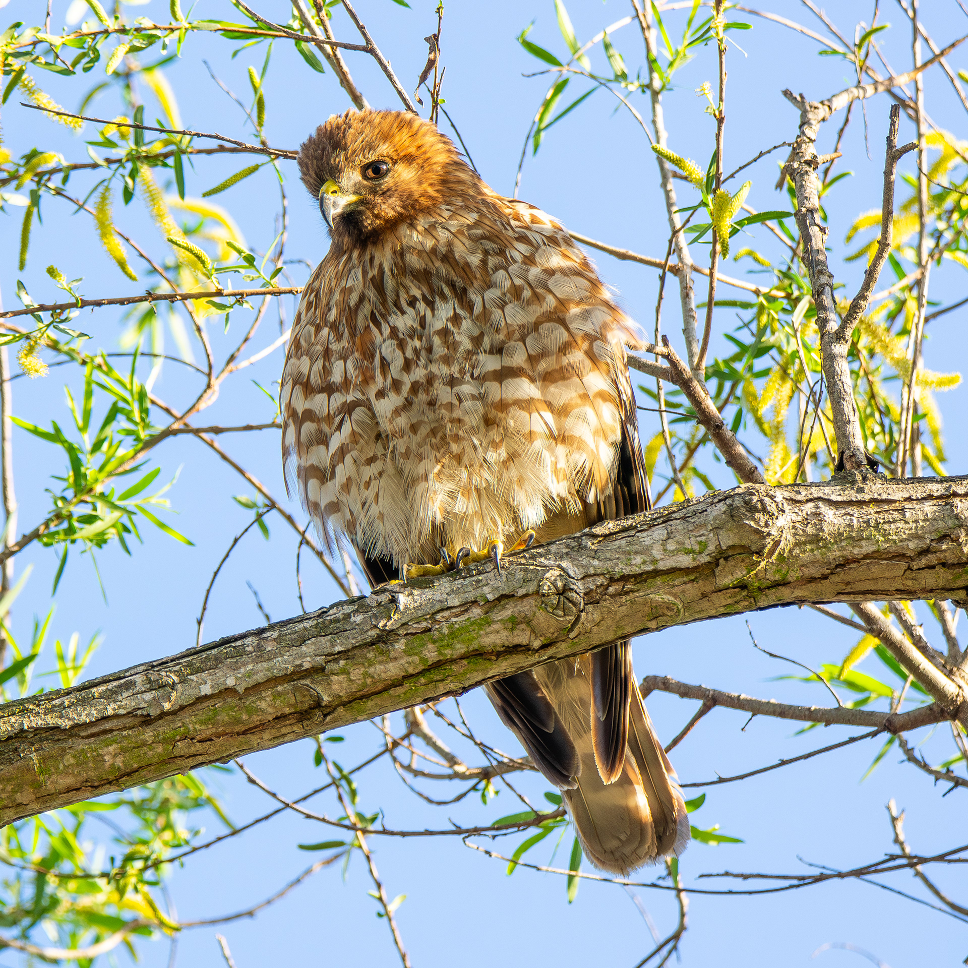 Red-Shouldered Hawk