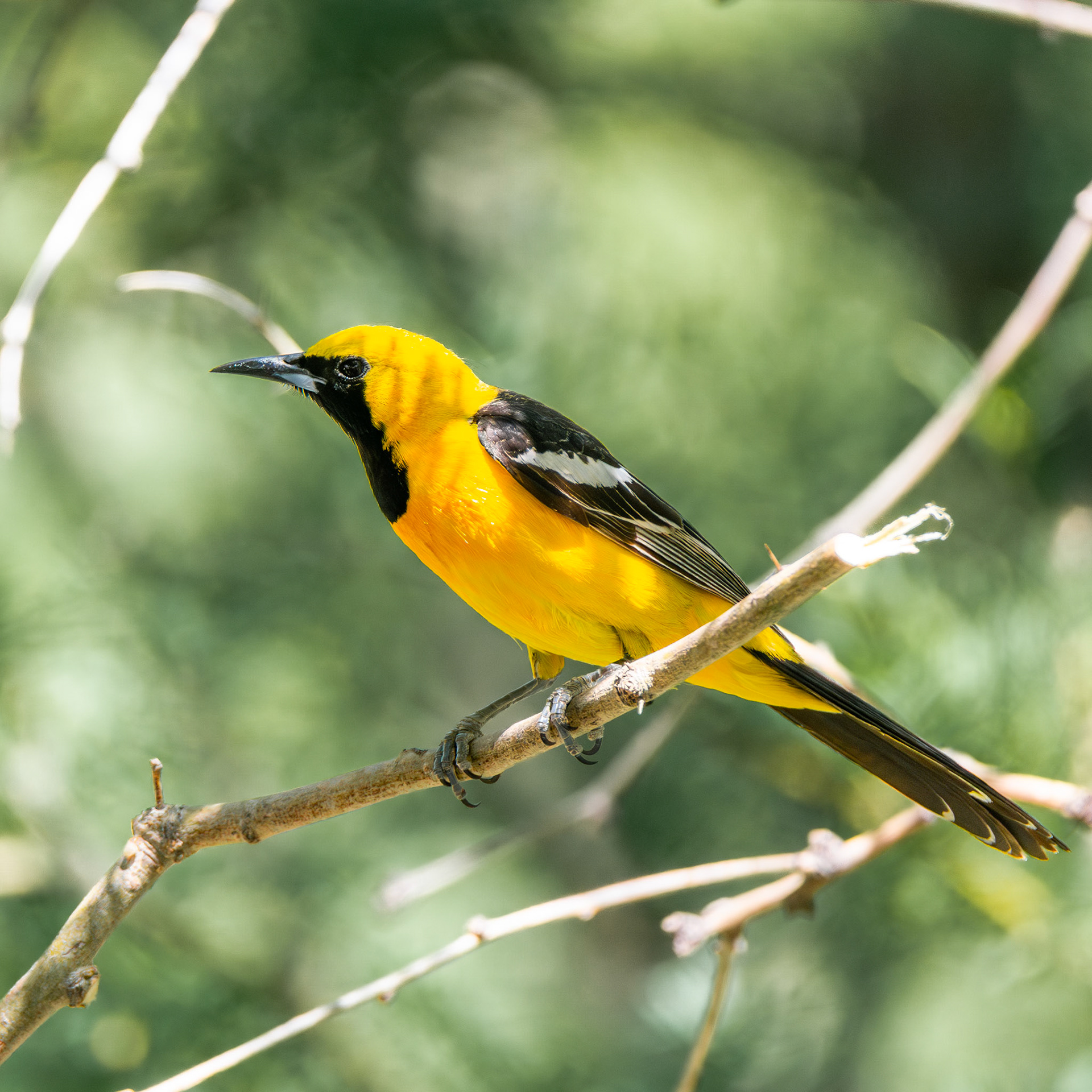 Hooded Oriole