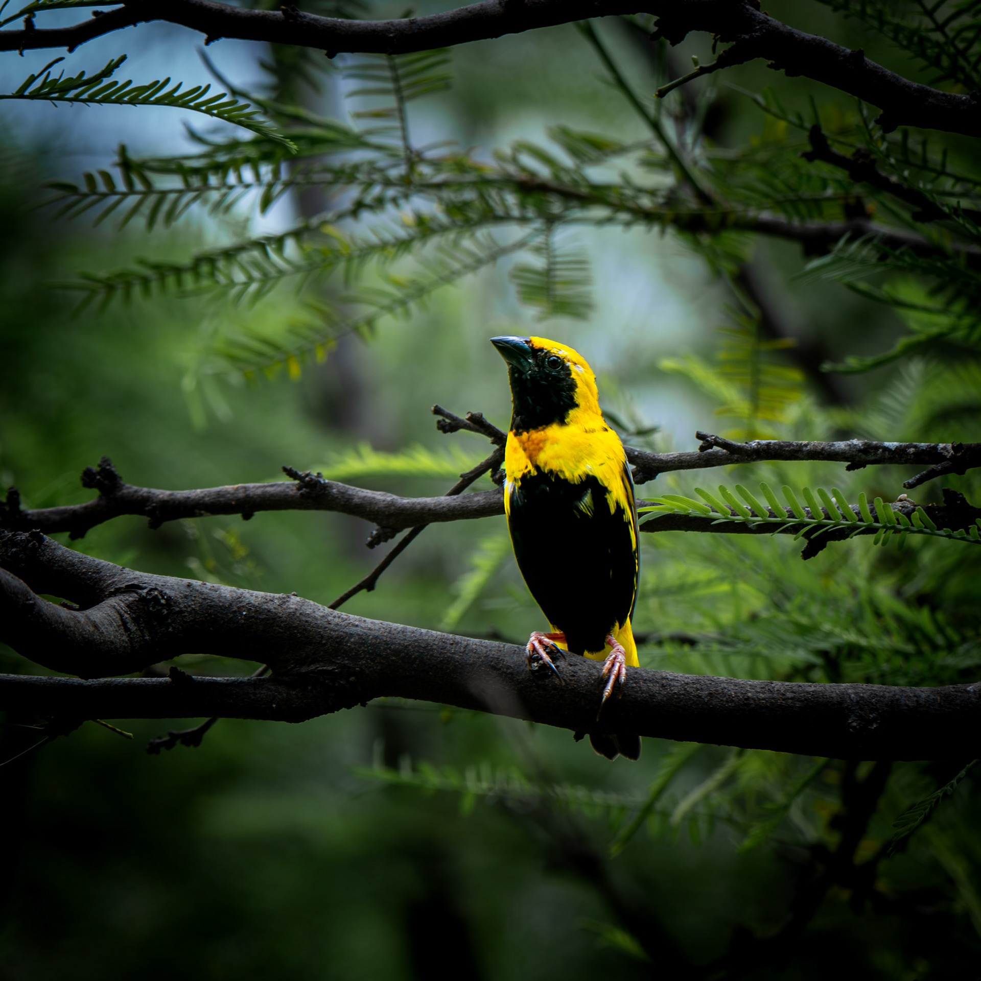 Yellow-Crowned Bishop