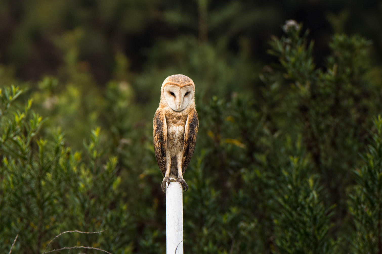 American Barn Owl