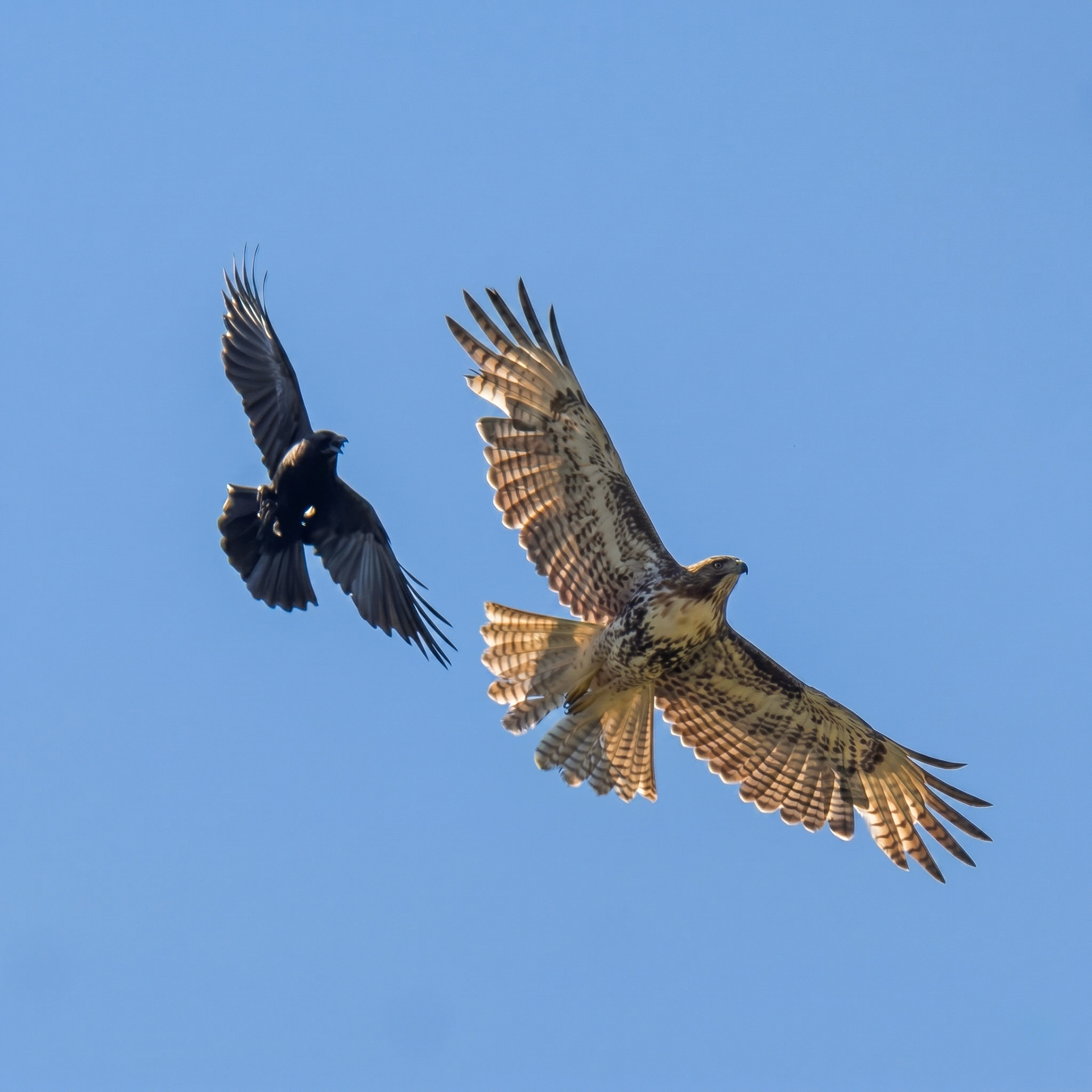 Red Tailed Hawk & American Crow