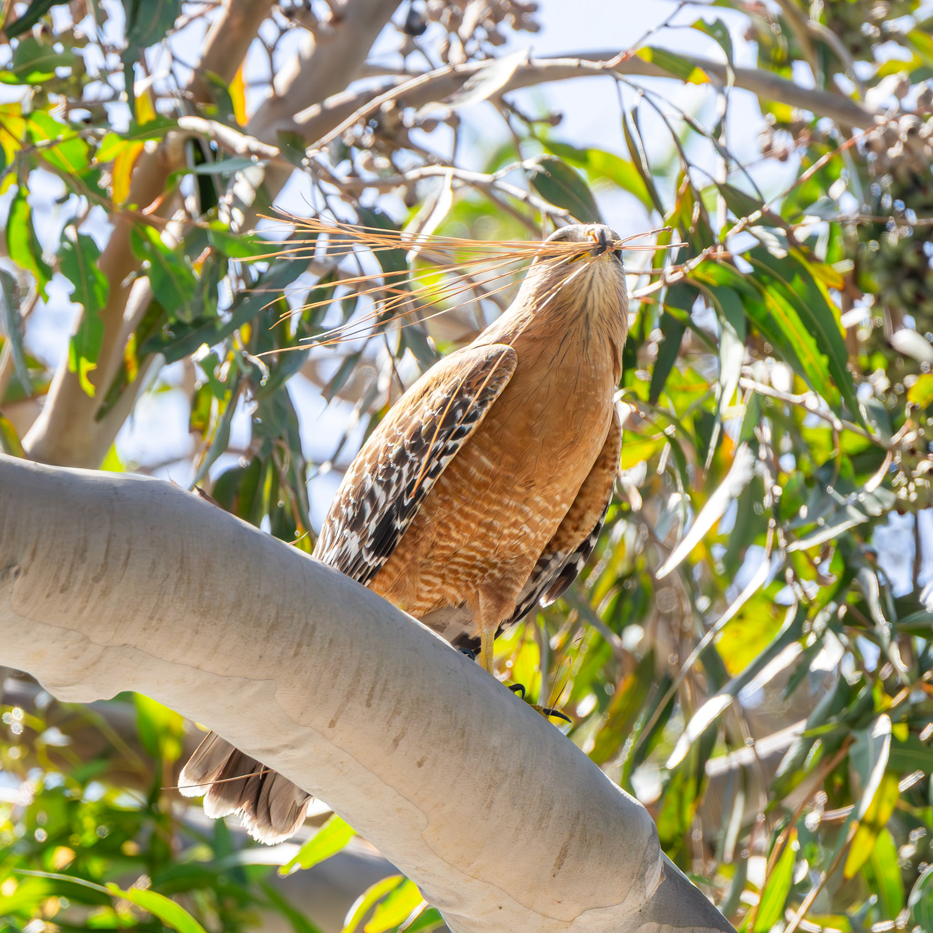 Red-Shouldered Hawk