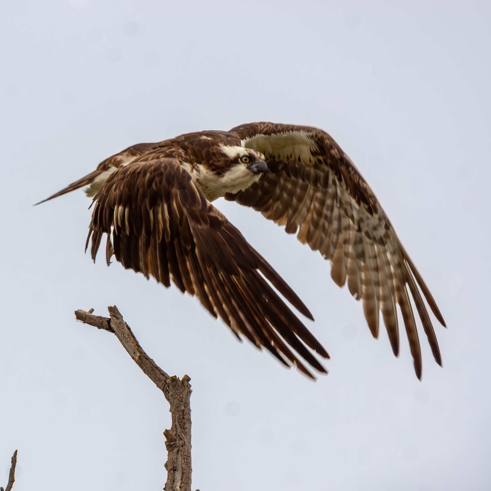 Osprey