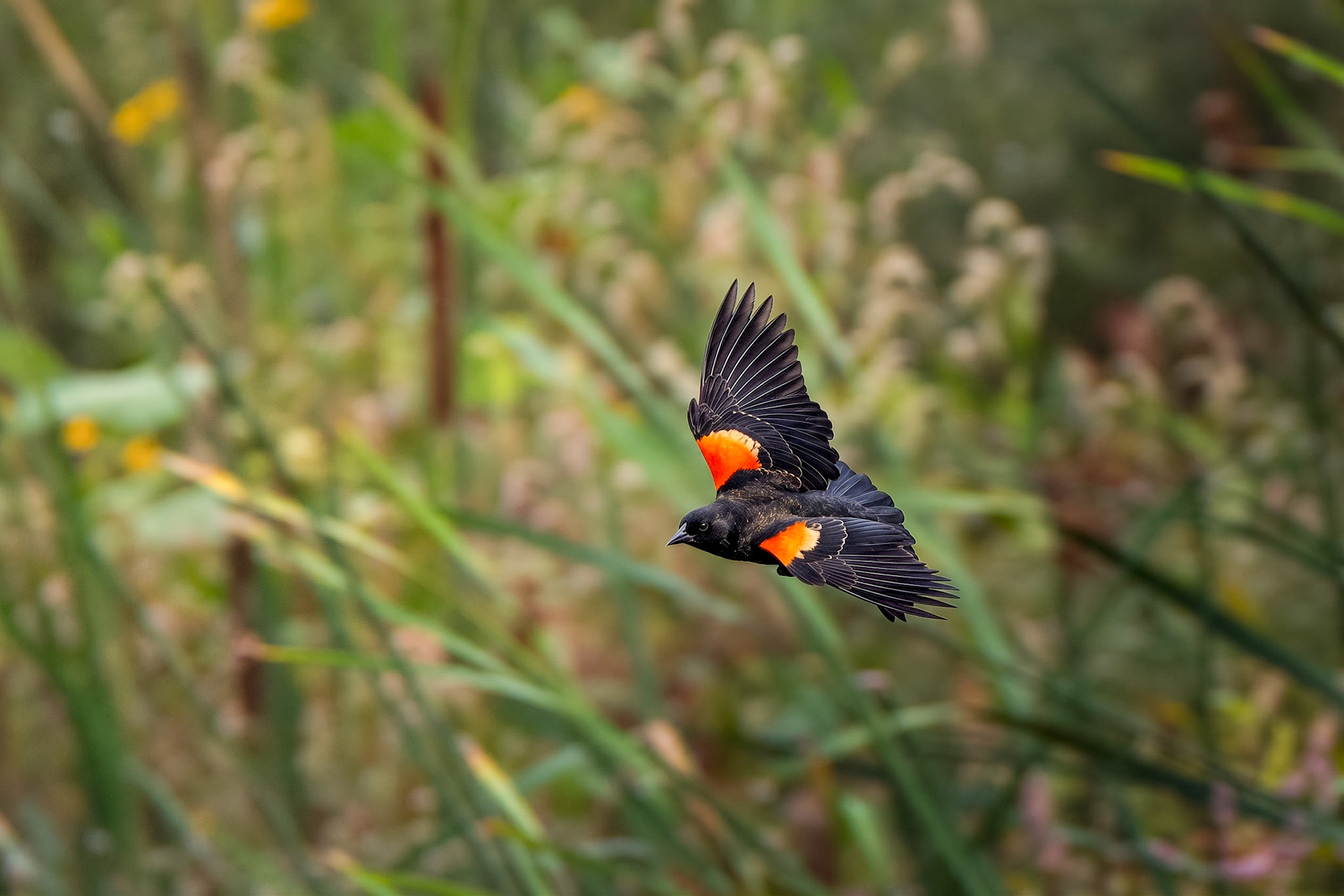Red-Winged Blackbird