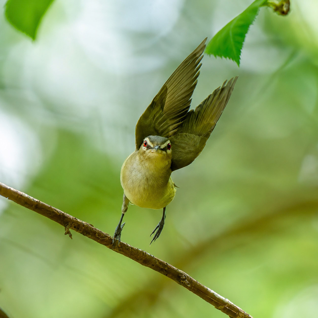 Red-Eyed Vireo