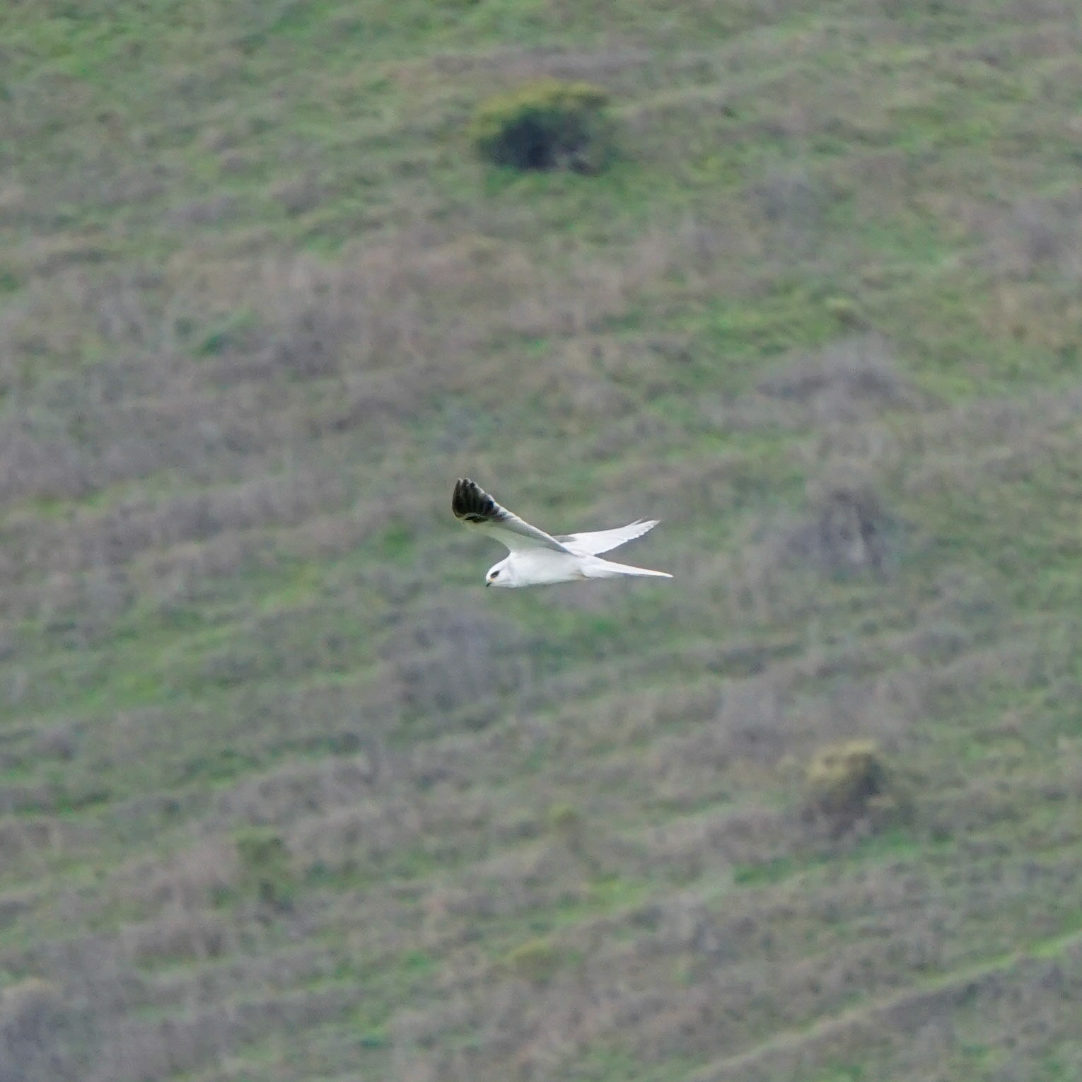 White-Tailed Kite