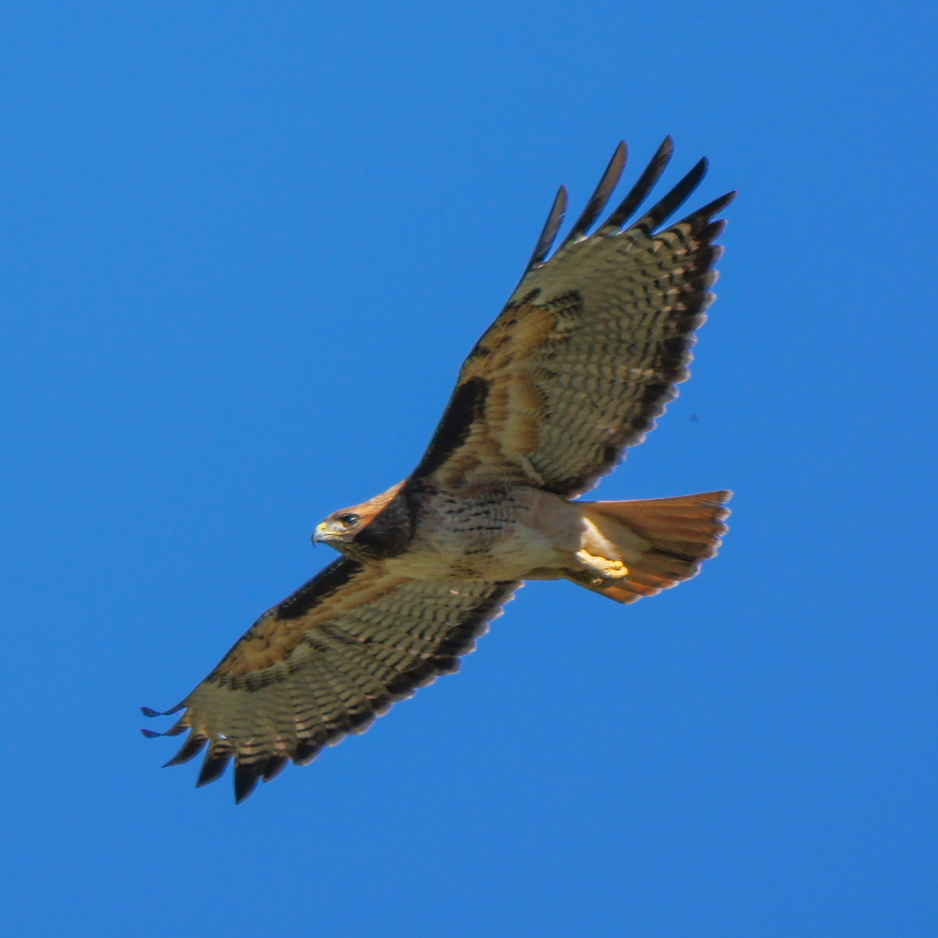 Red-Tailed Hawk