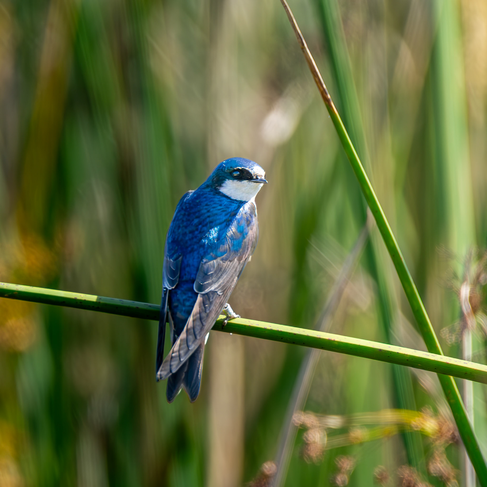 Tree Swallow