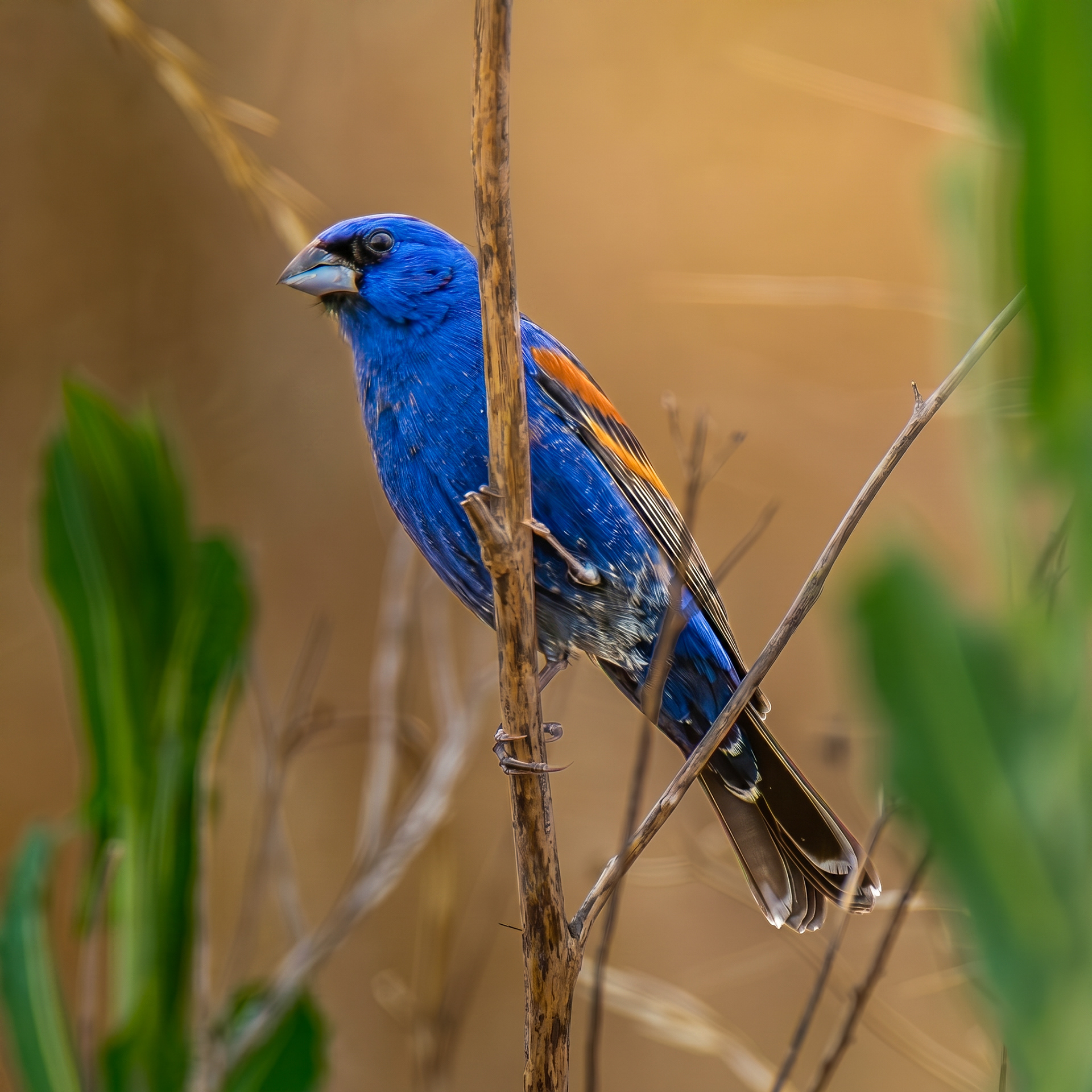 Blue Grosbeak
