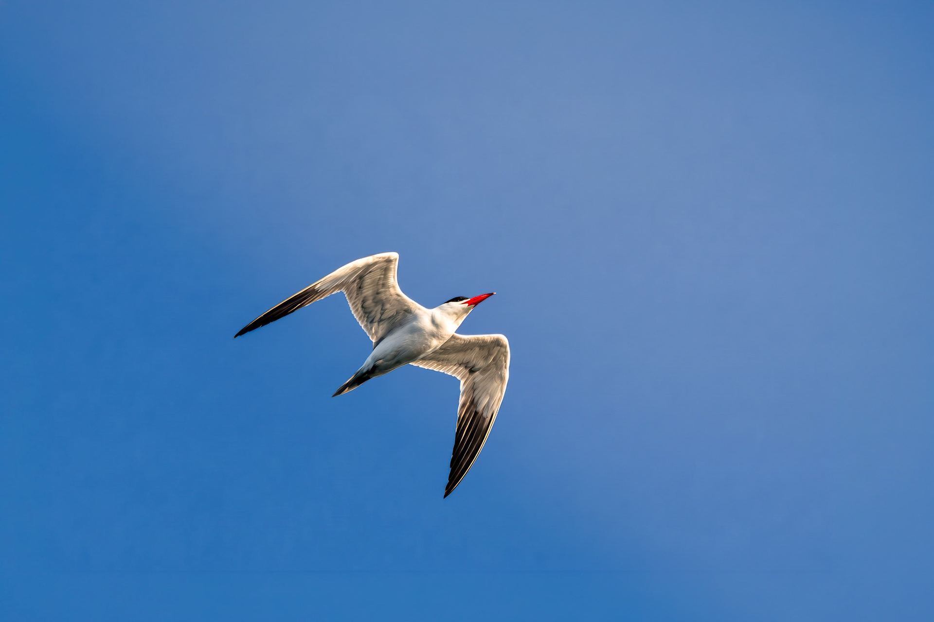 Elegant Tern
