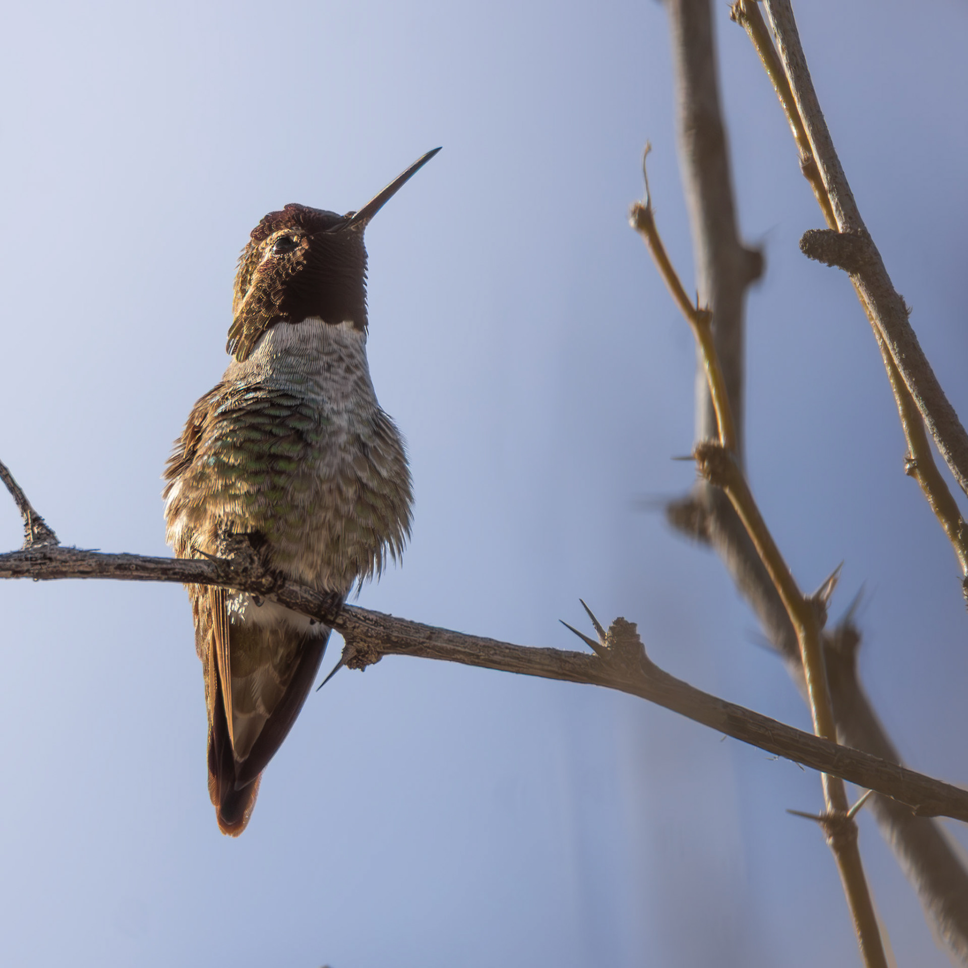 Anna's Hummingbird
