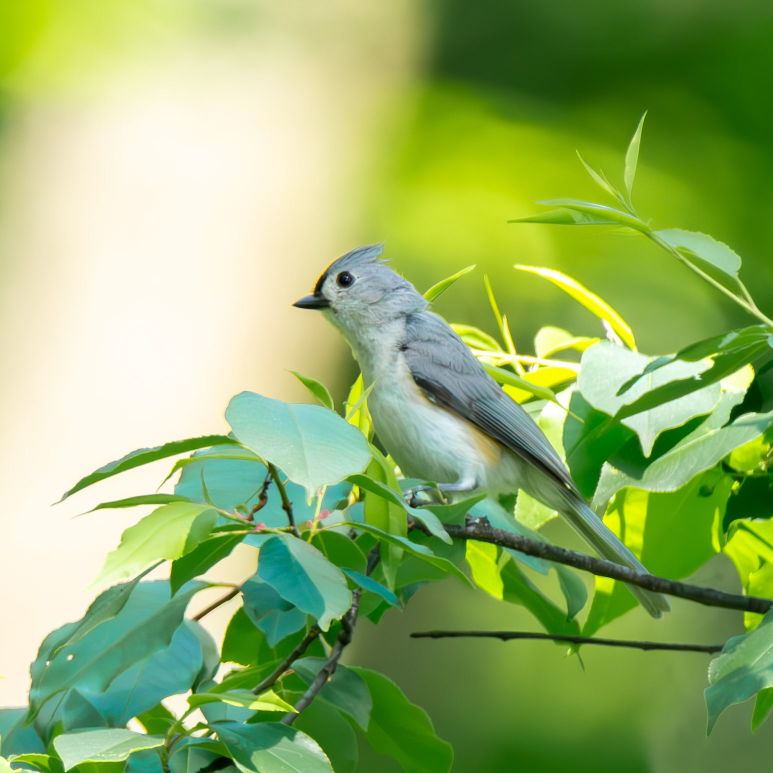 Tufted Titmouse