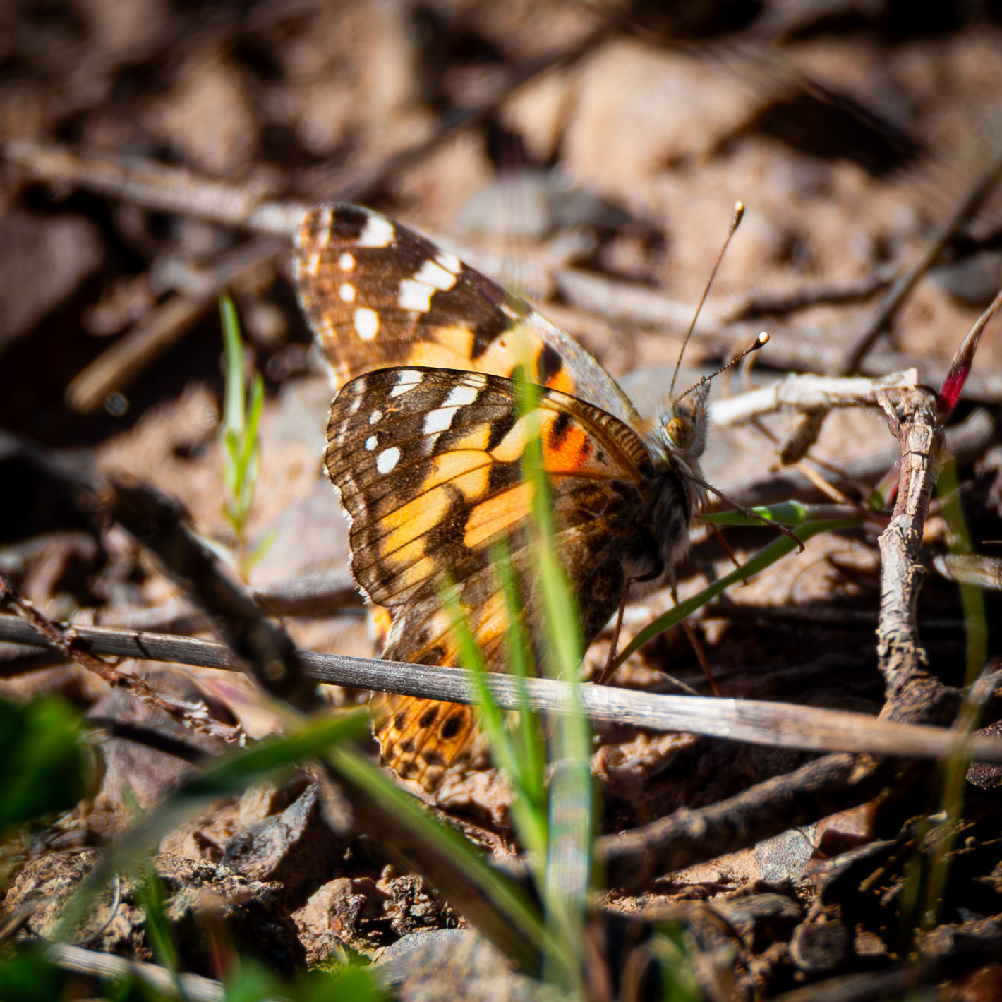 Australian Painted Lady