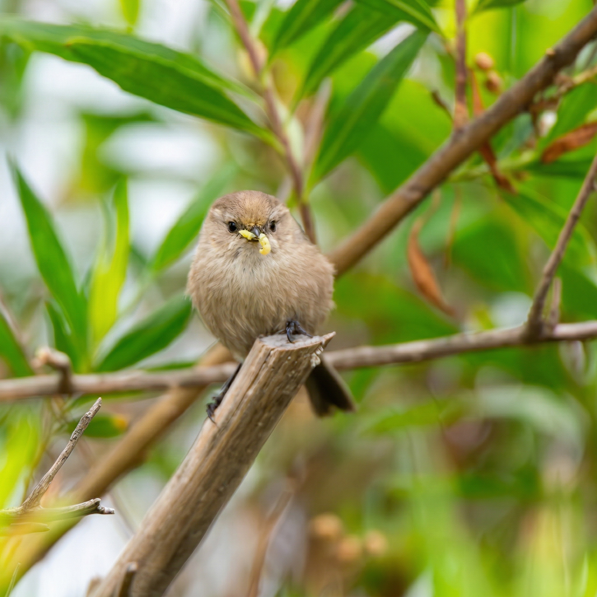 Bushtit