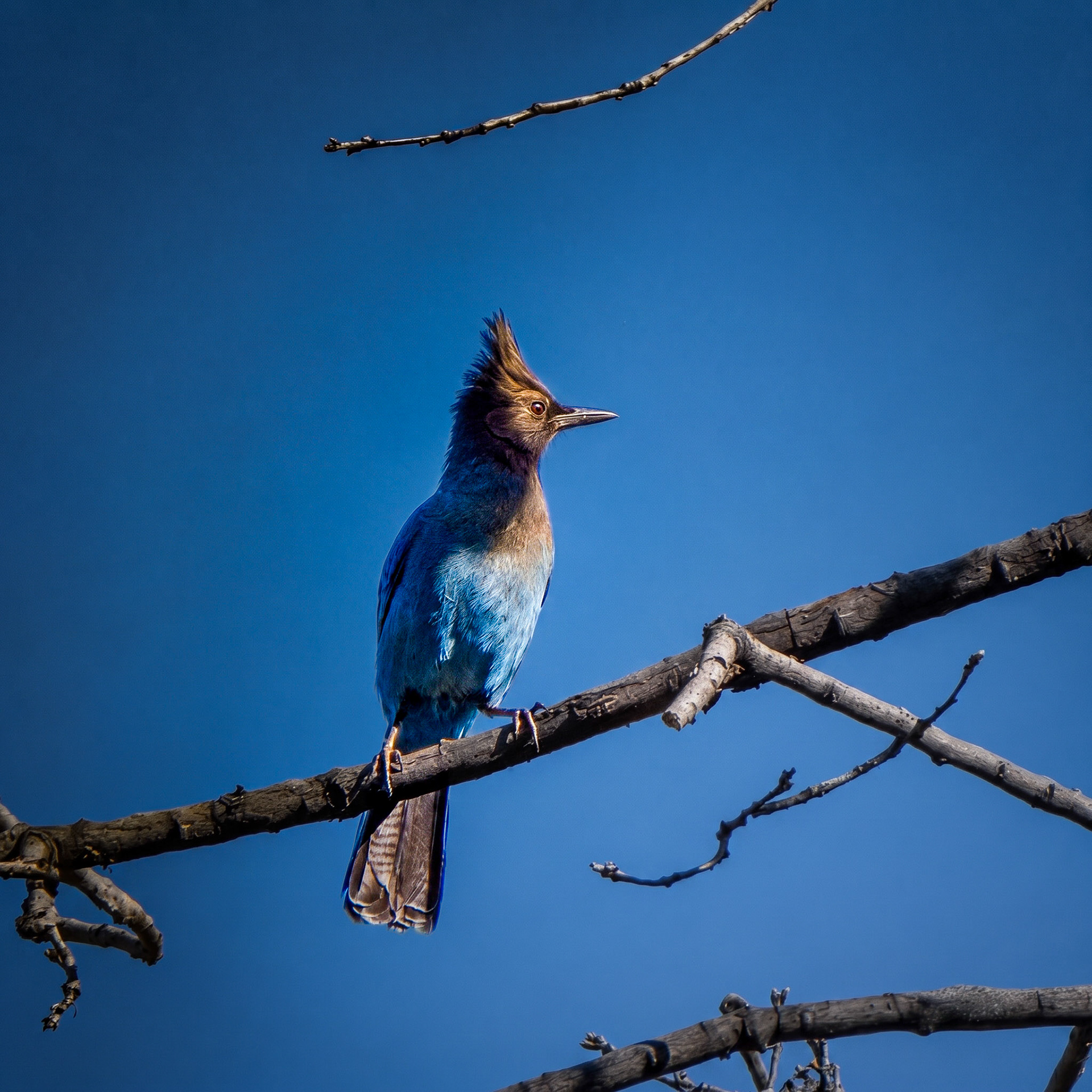 Steller's Jay