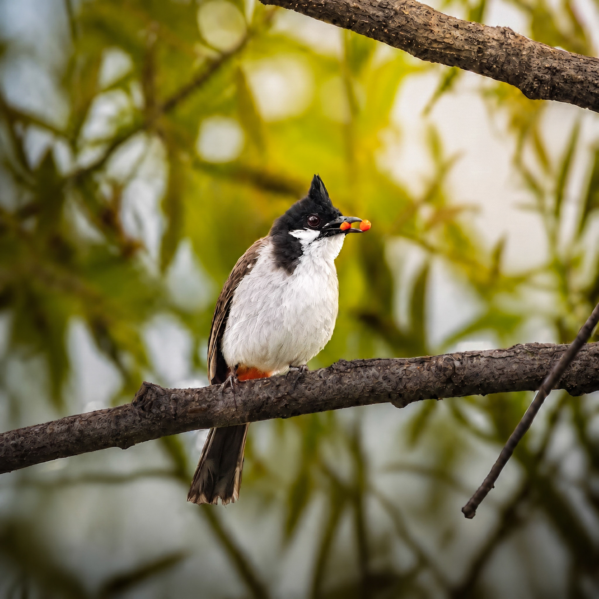 Red-Whiskered Bulbul