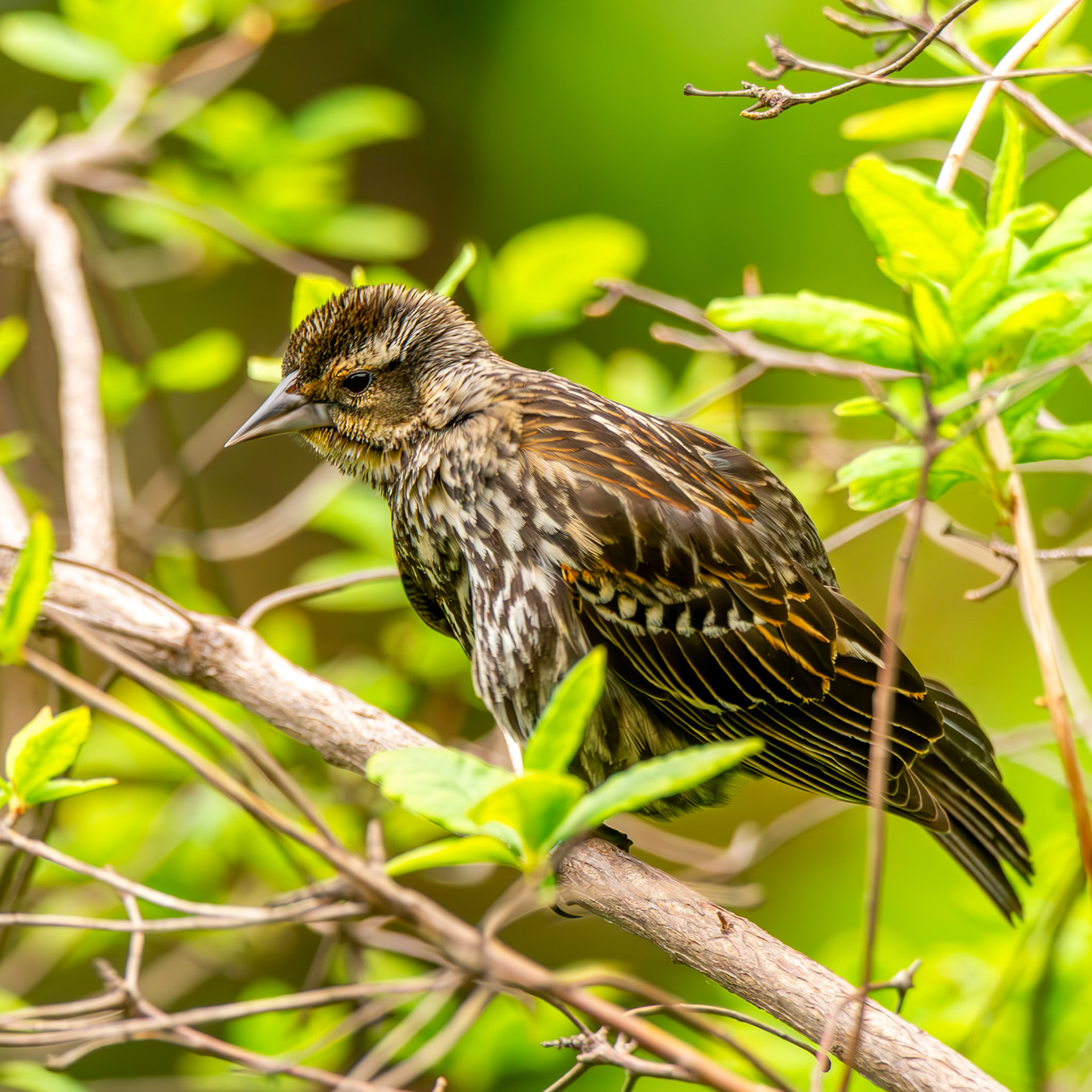 Red-Winged Blackbird