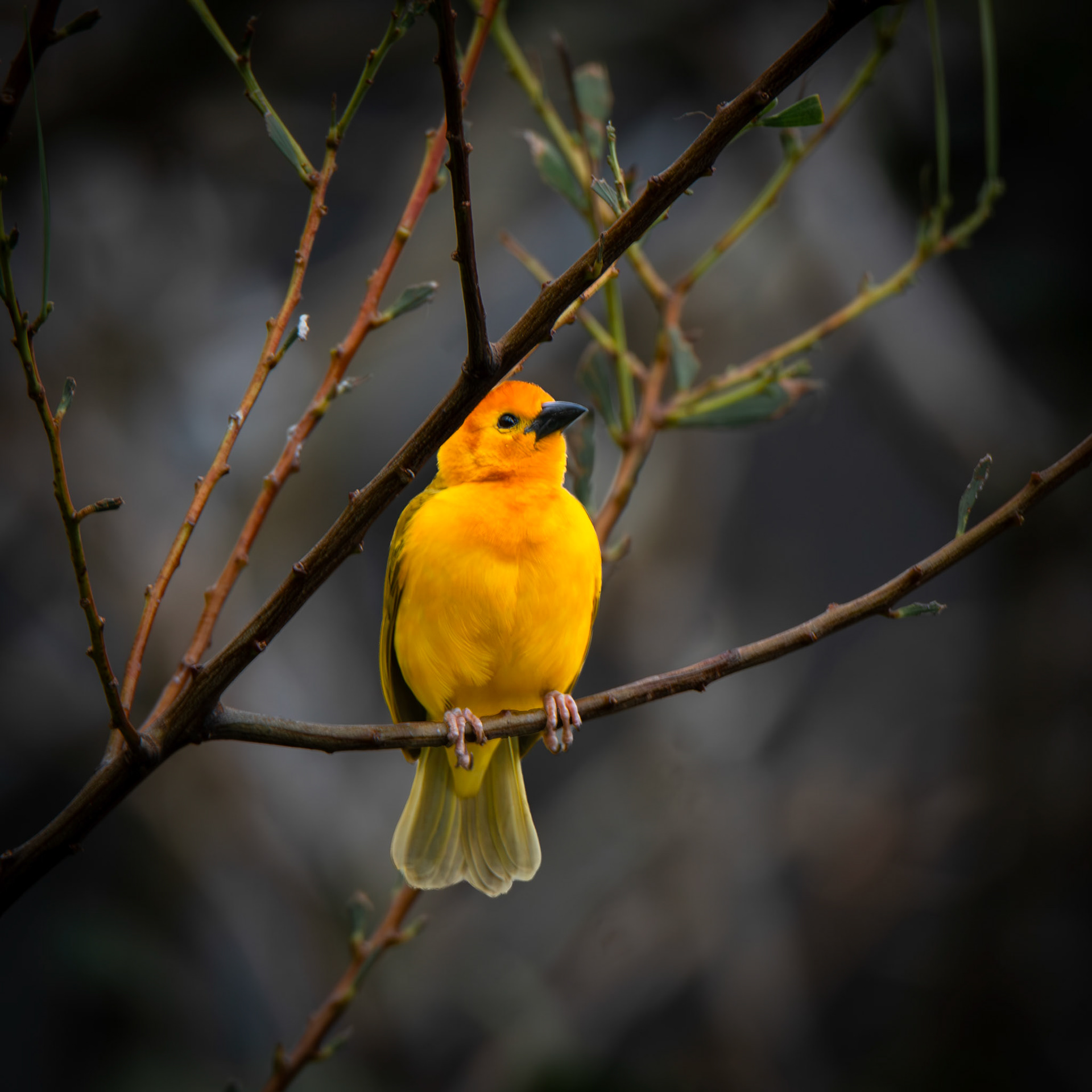 Taveta Weaver