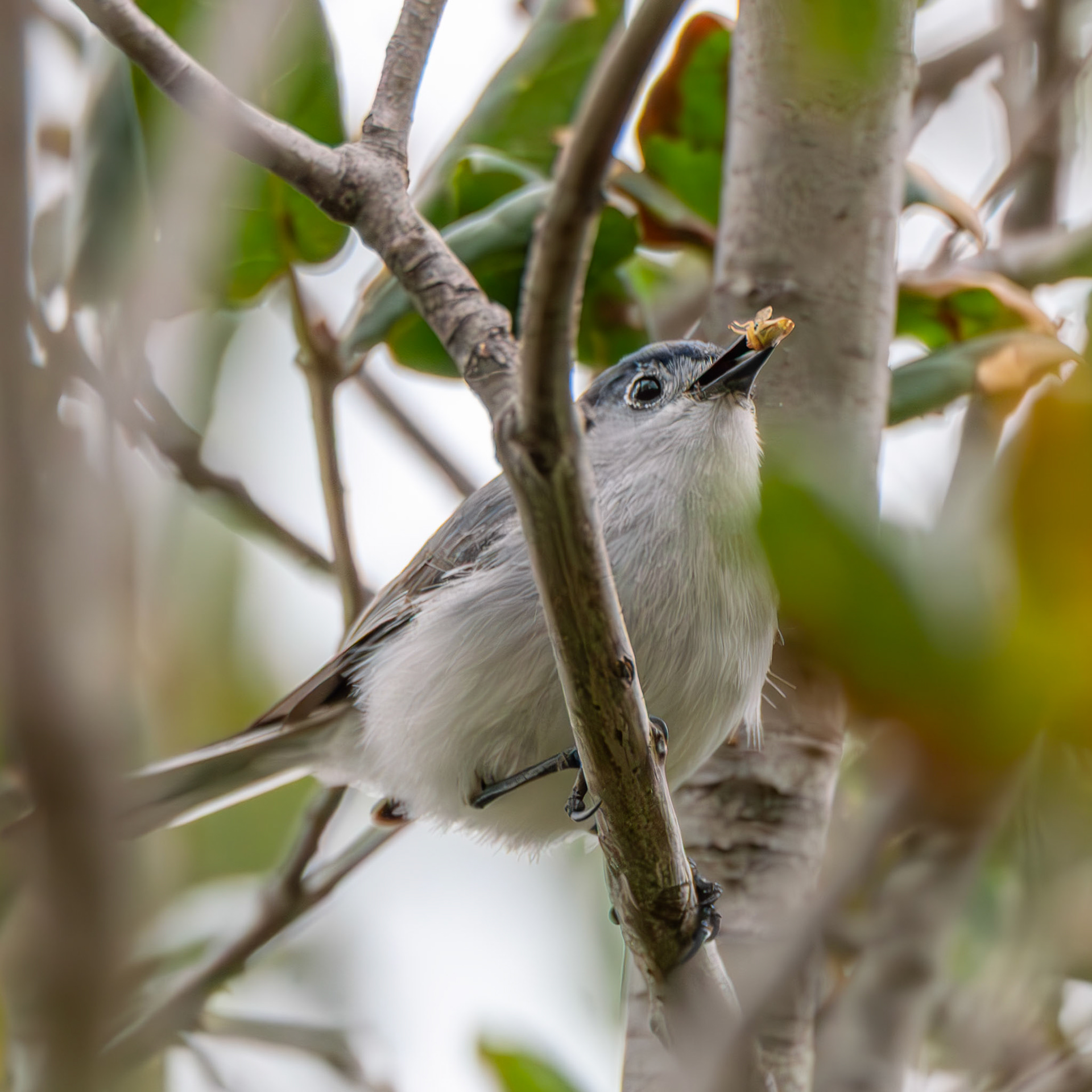 Blue-Grey Gnatcatcher