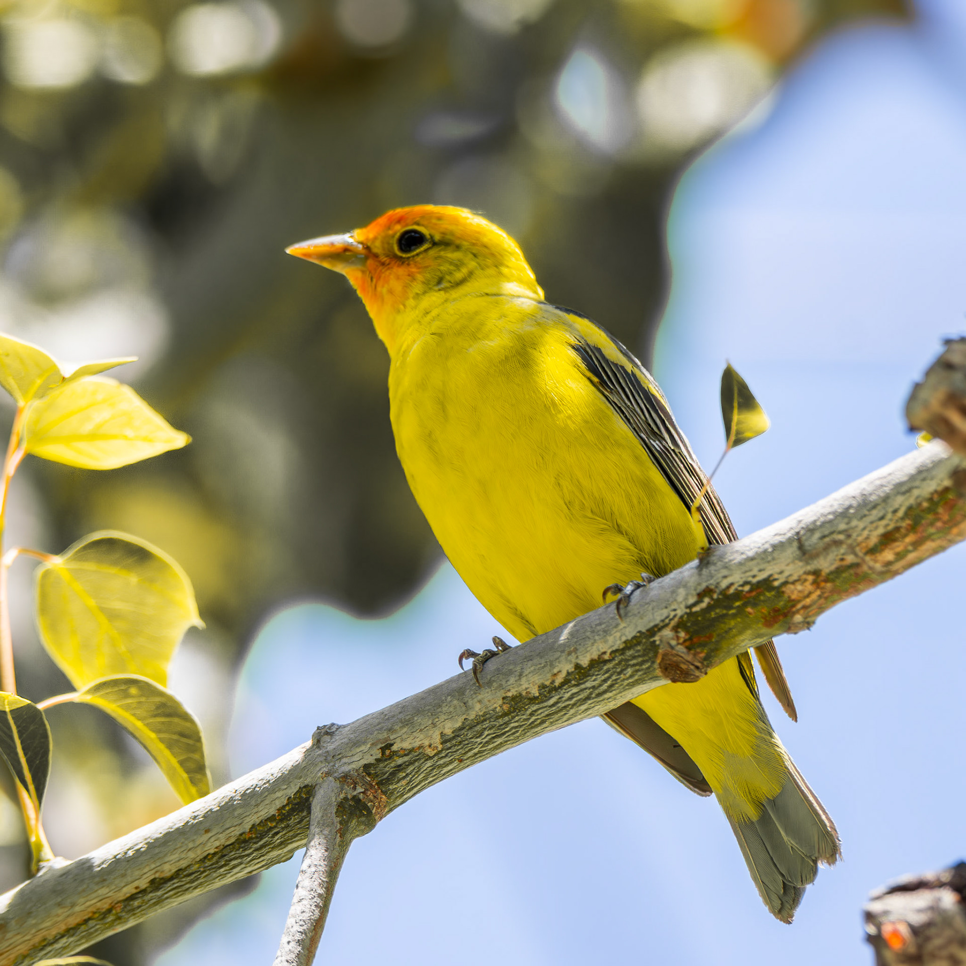 Western Tanager