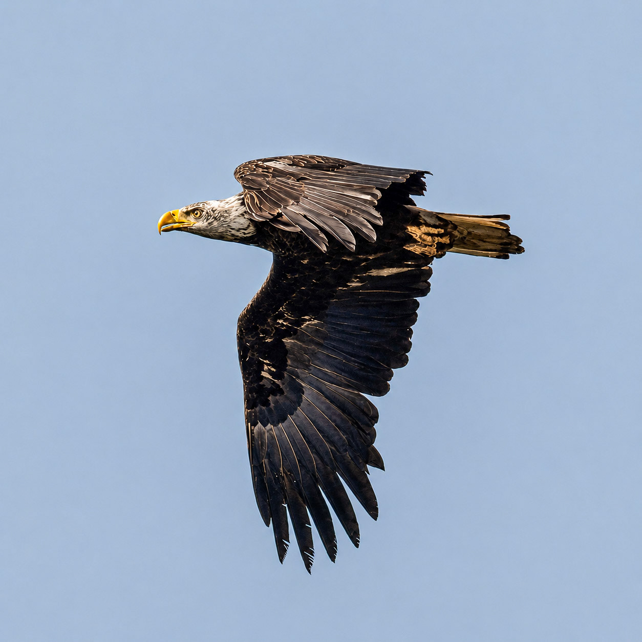 Bald Eagle