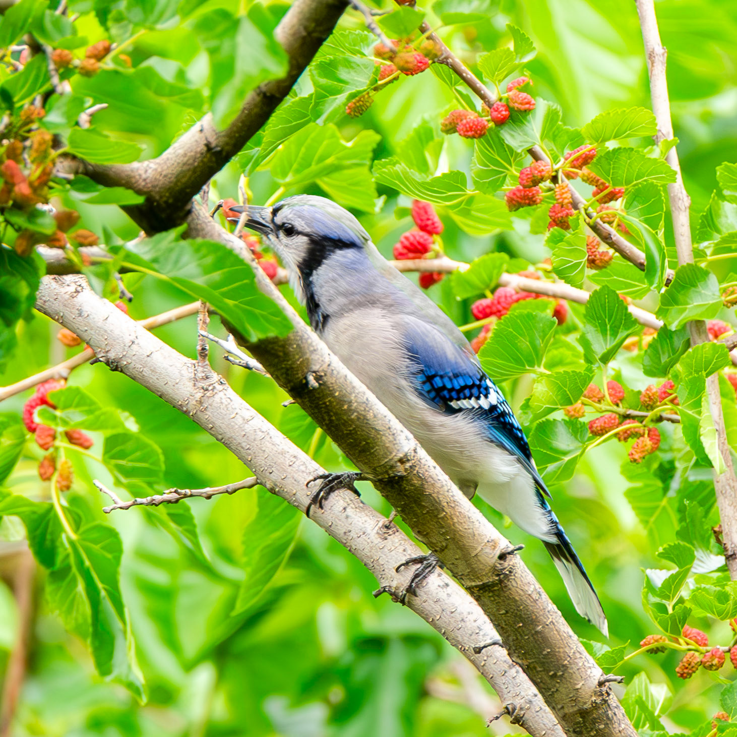 Blue Jay