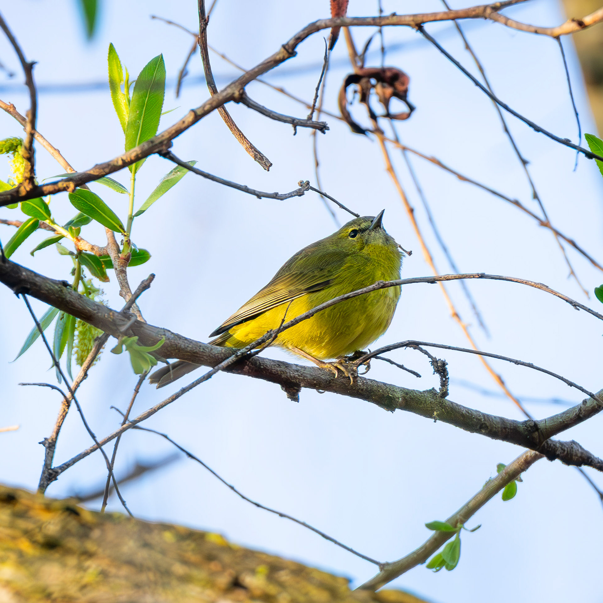 Orange-Crowned Warbler