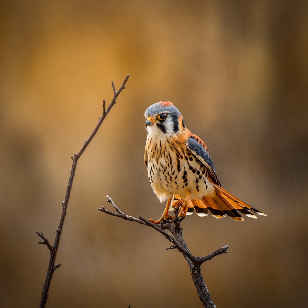 American Kestrel