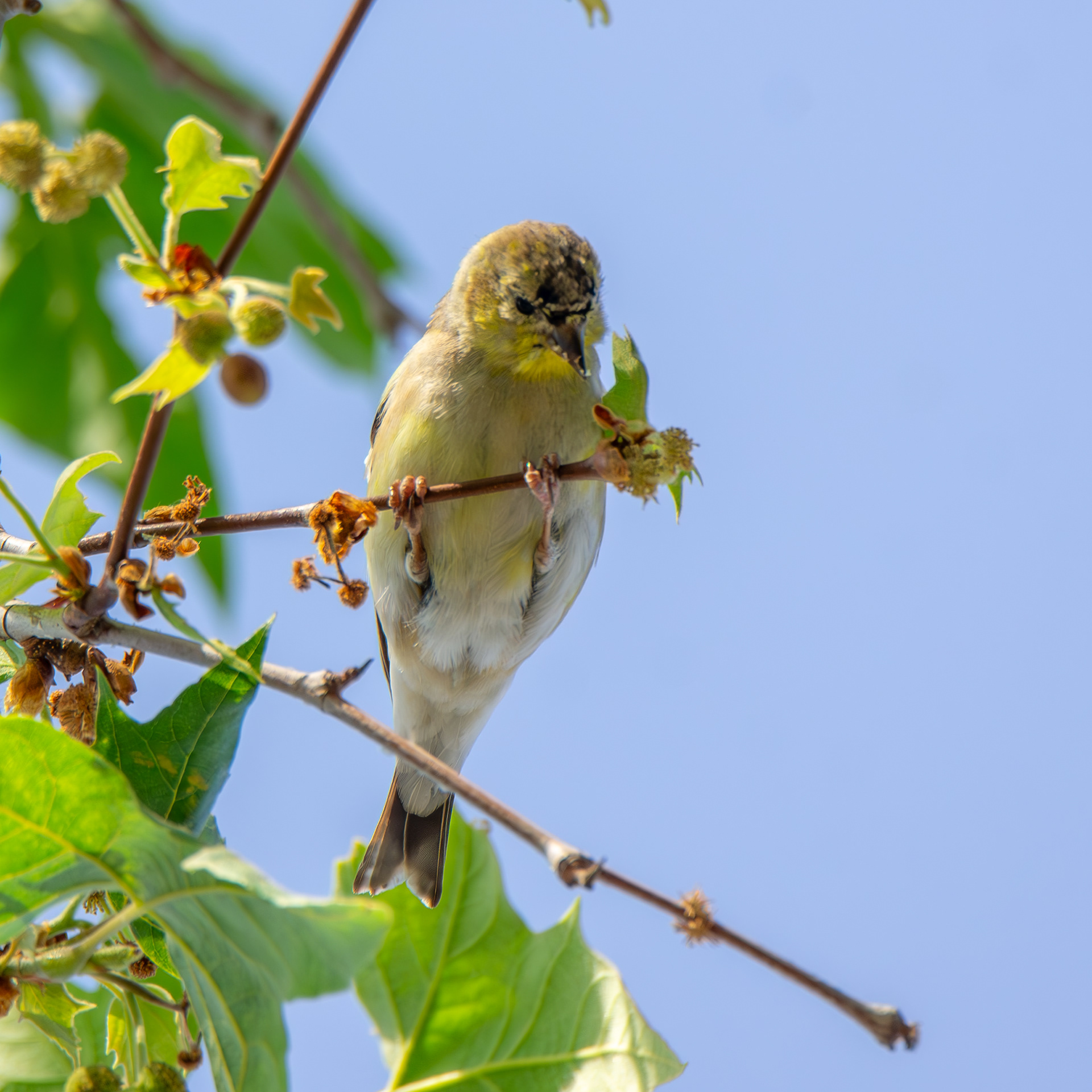 American Goldfinch
