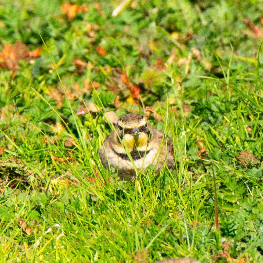 Horned Lark