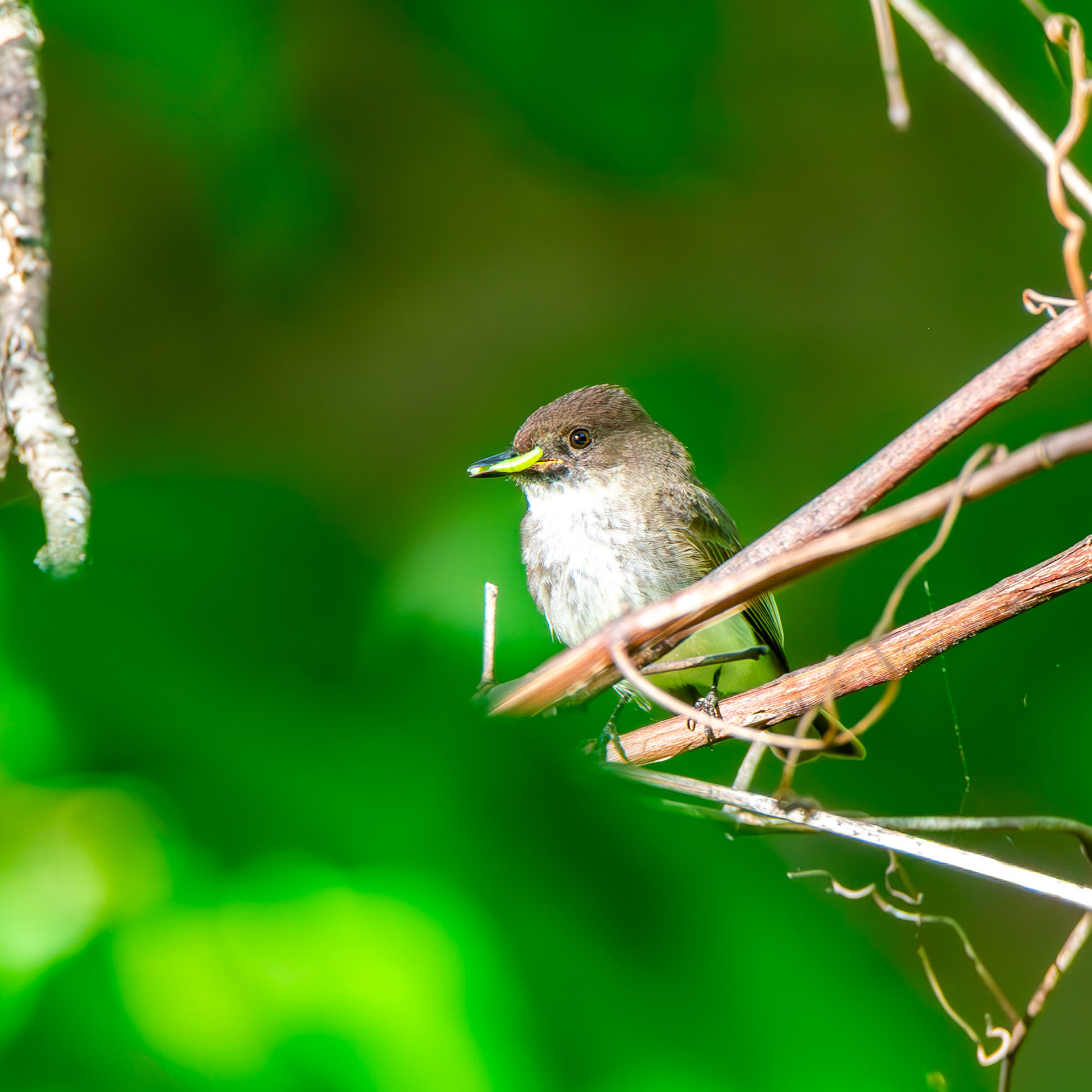 Eastern Phoebe