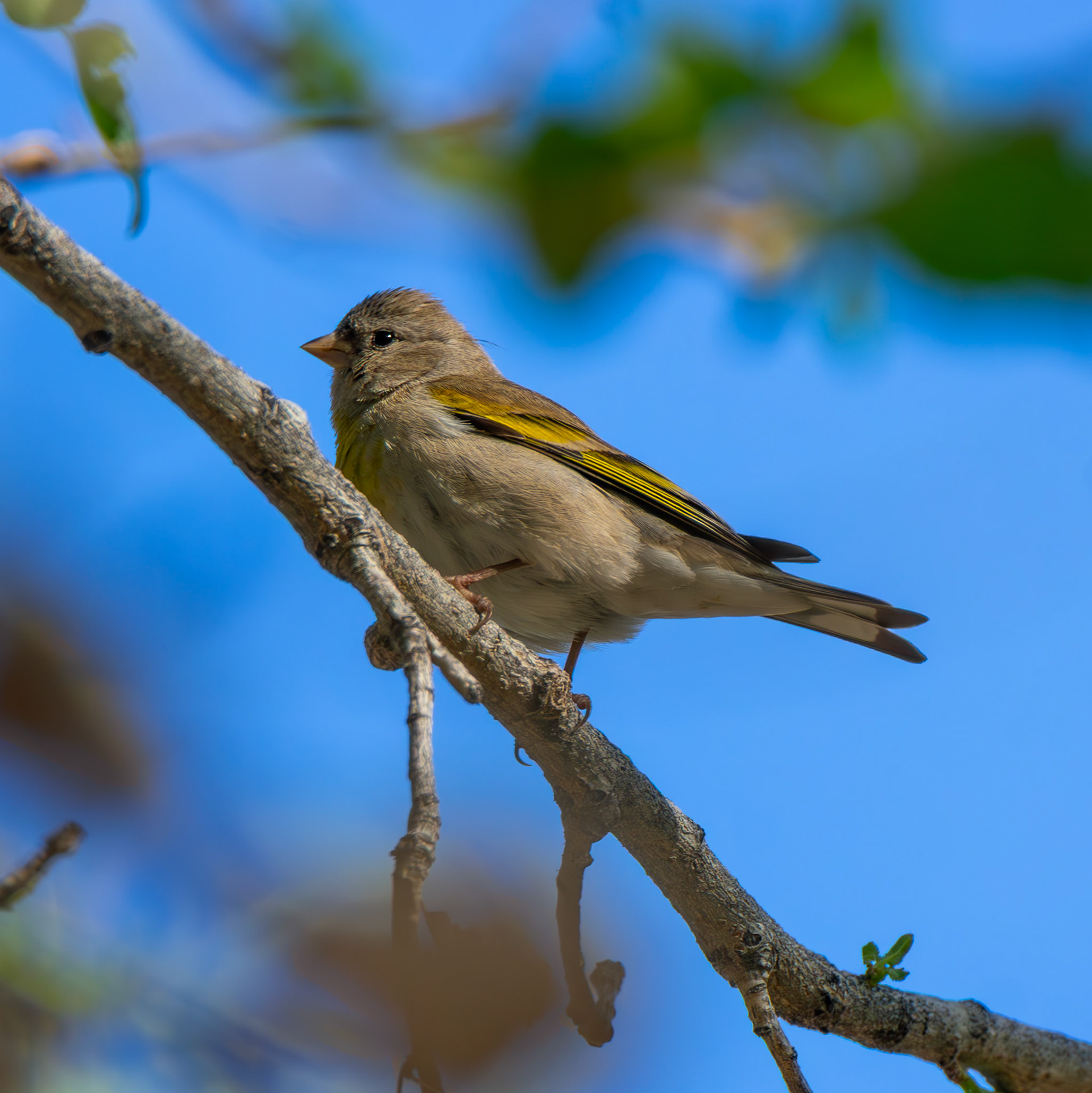Lawrence's Finch