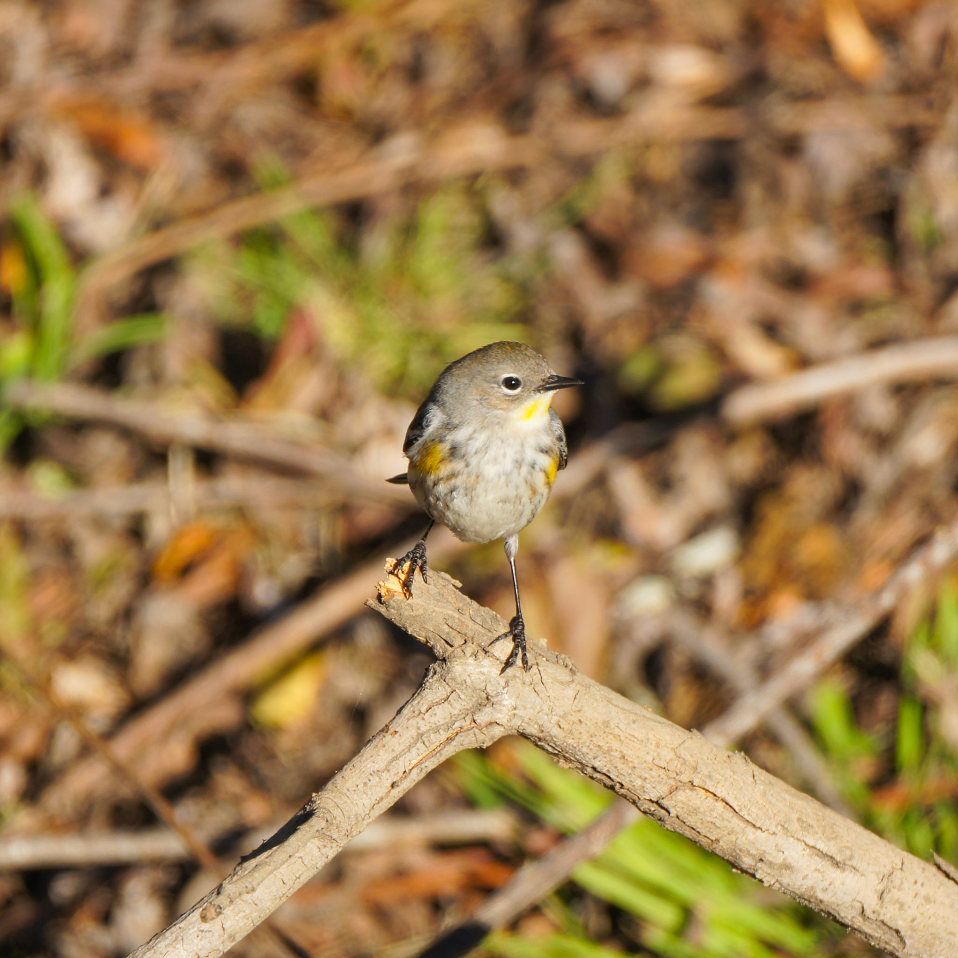 Myrtle Warbler