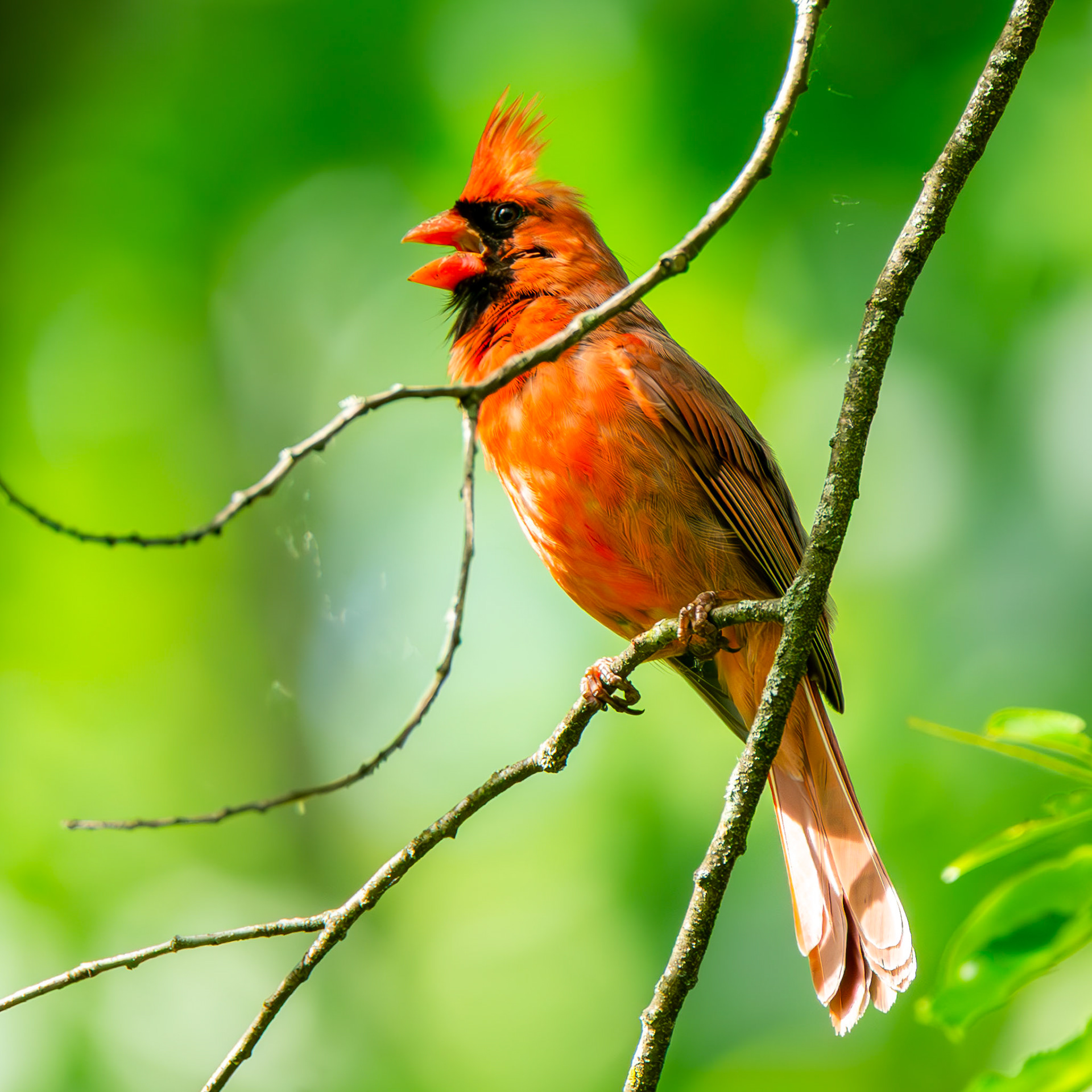 Northern Cardinal