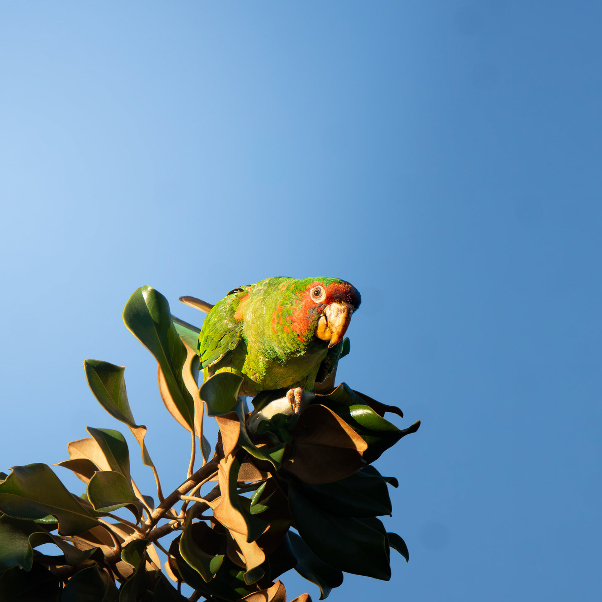 Miltred Parakeet