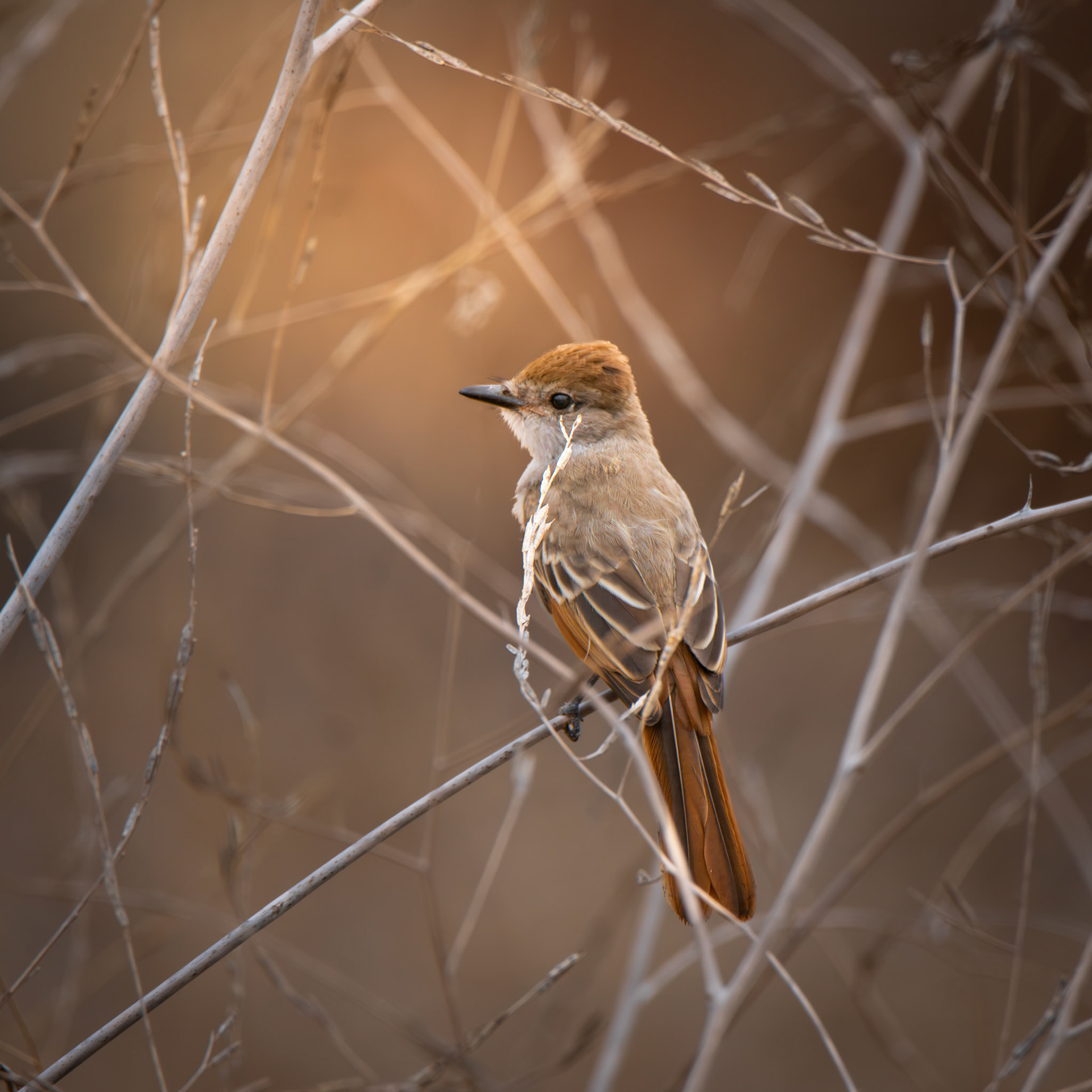 Ash-Throated Flycatcher
