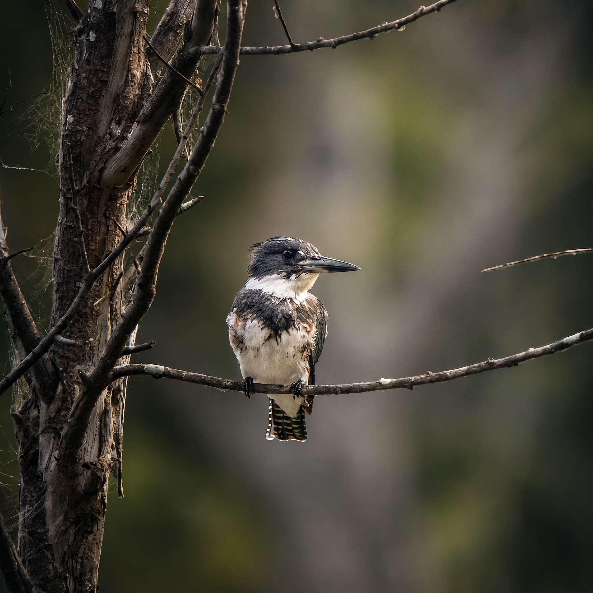 Belted Kingfisher