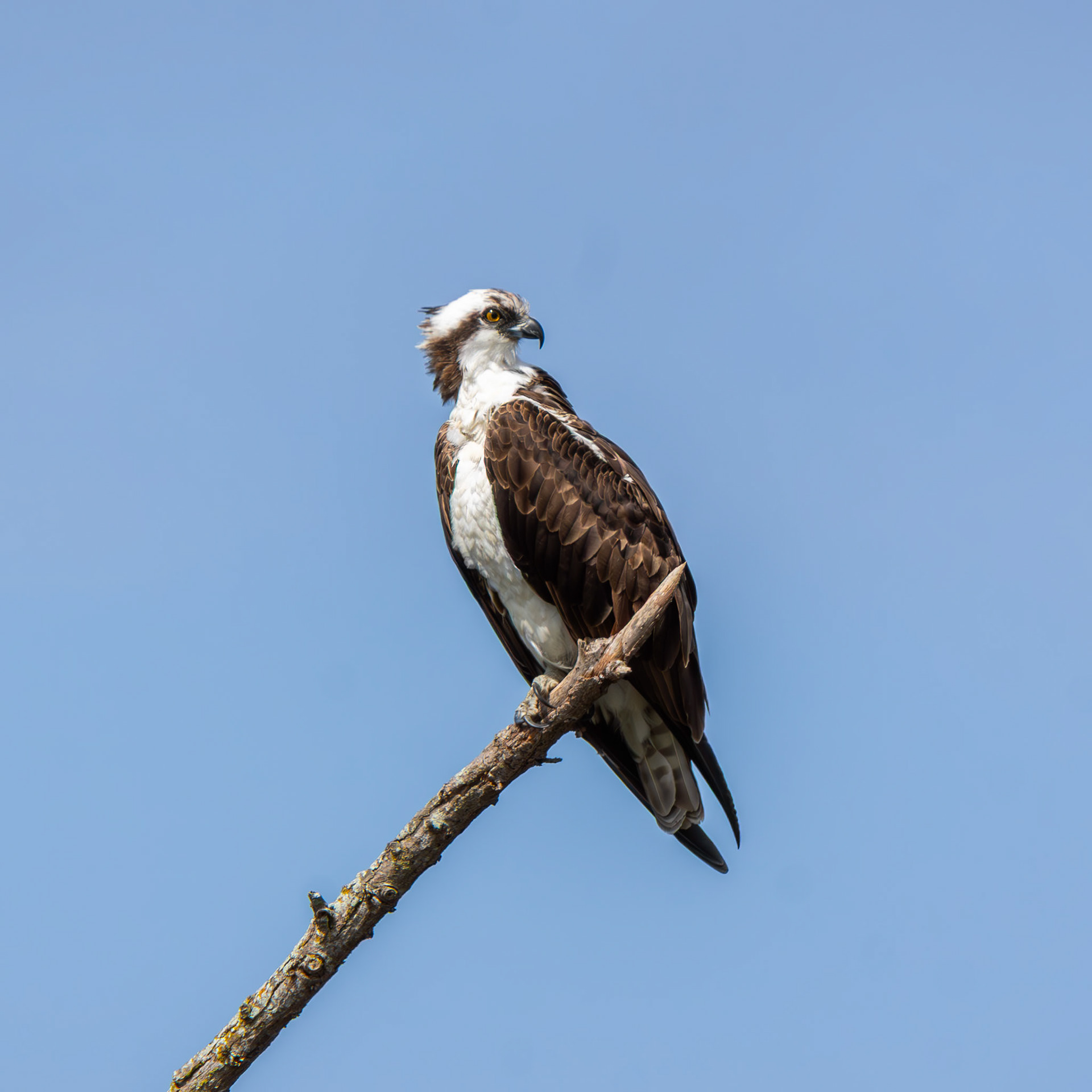 Osprey