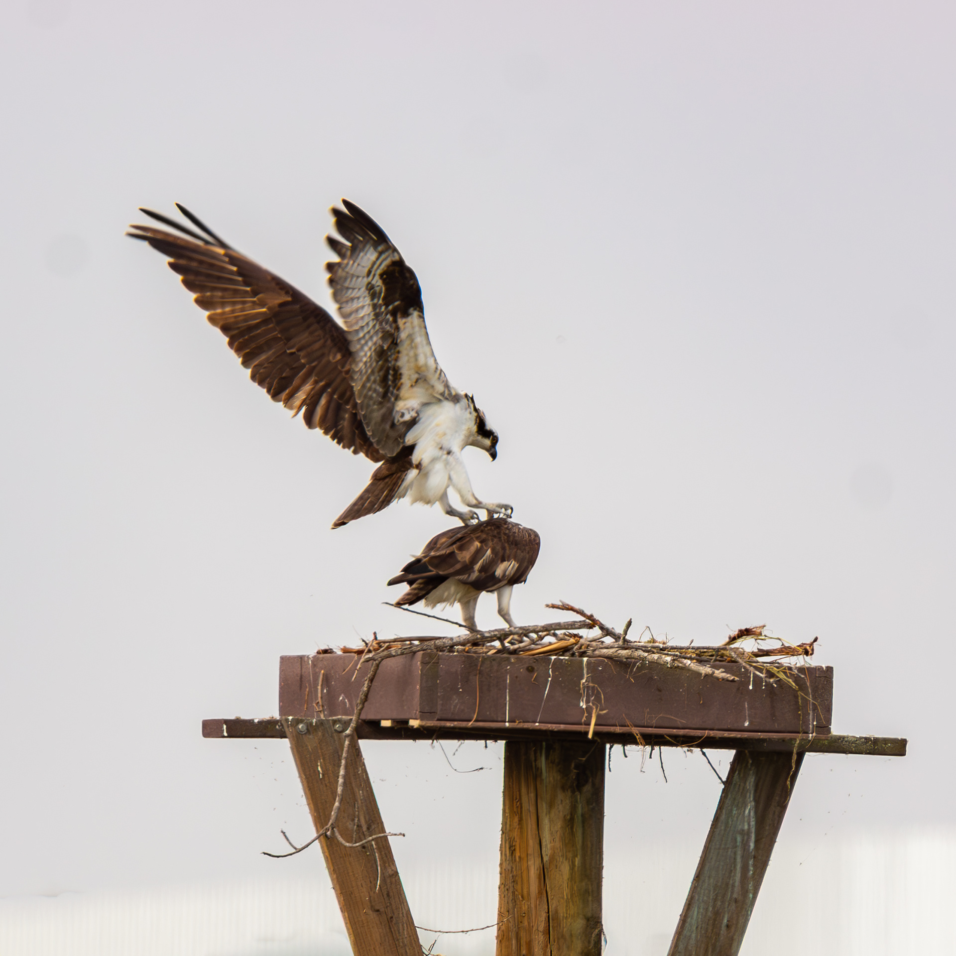 Osprey