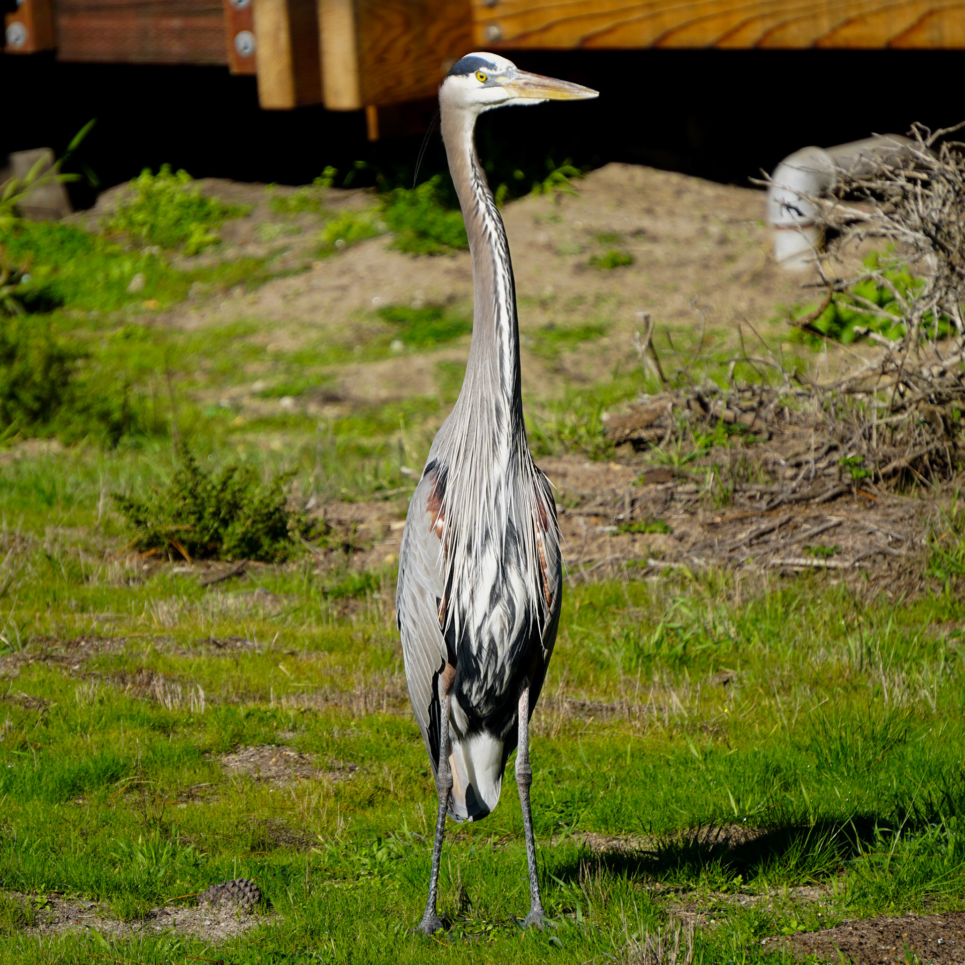 Great Blue Heron
