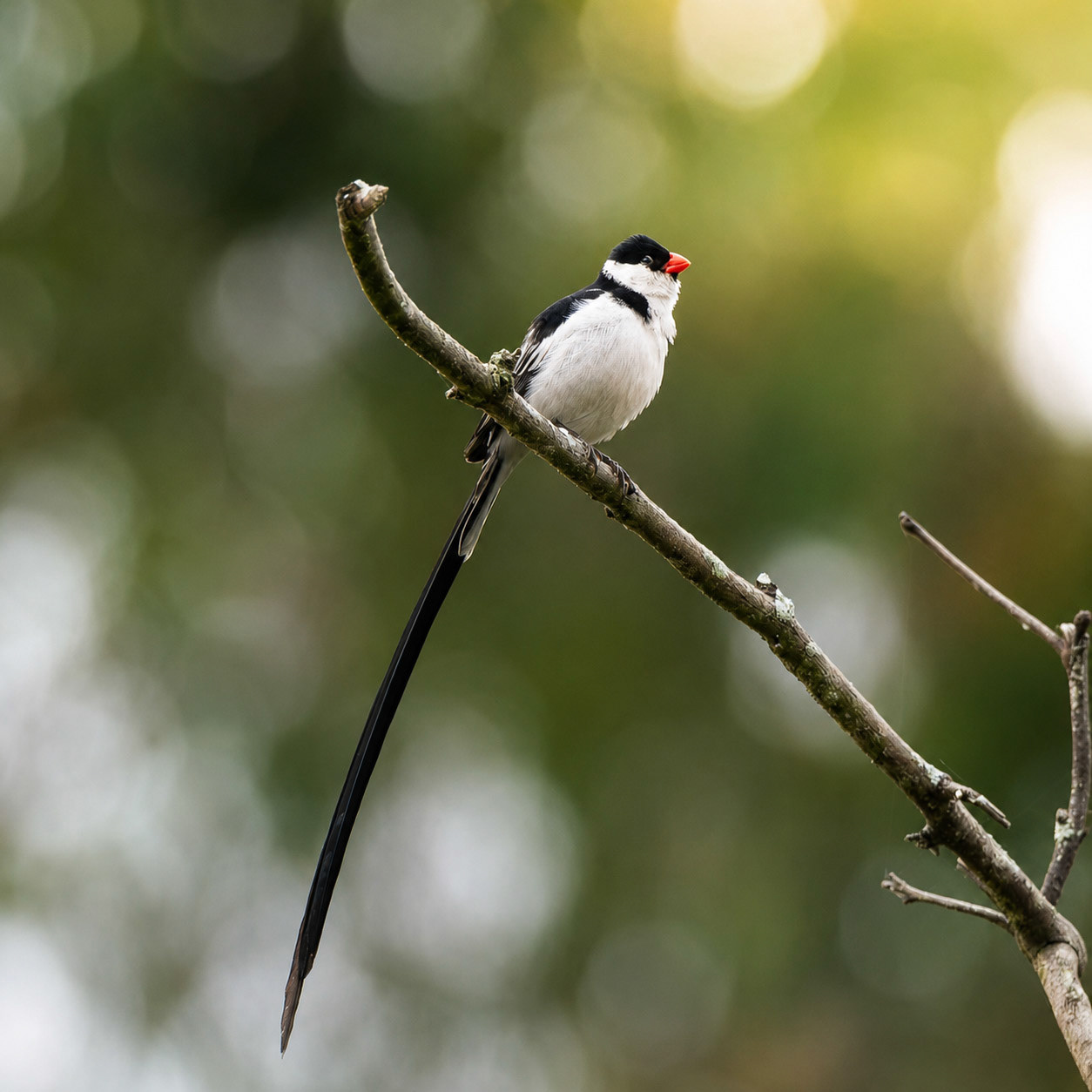 Pin-Tailed Whydah