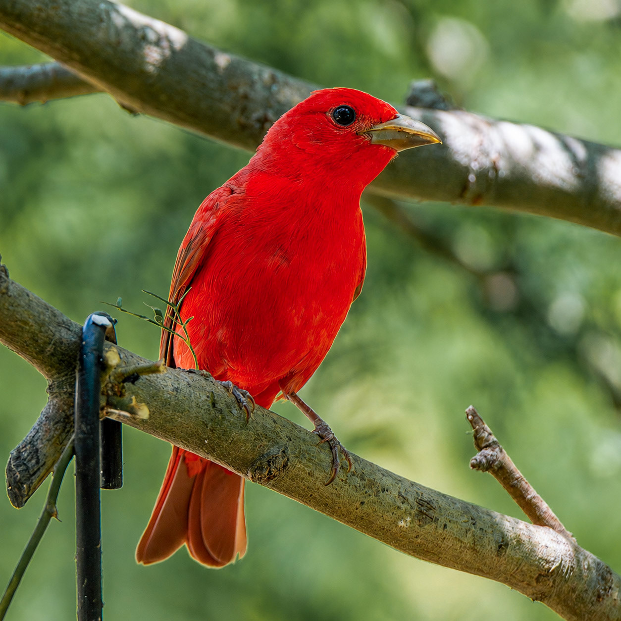 Summer Tanager