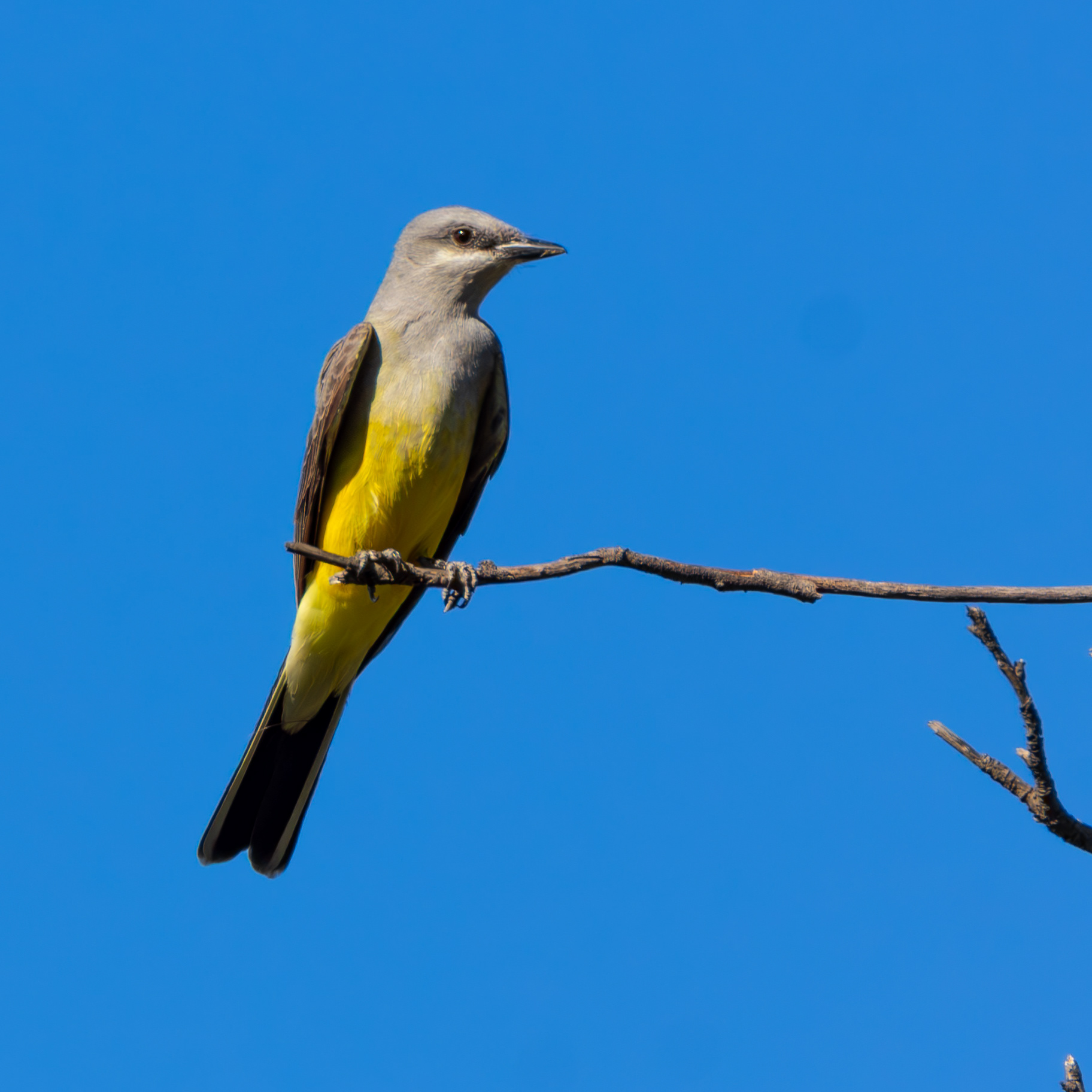 Western Kingbird