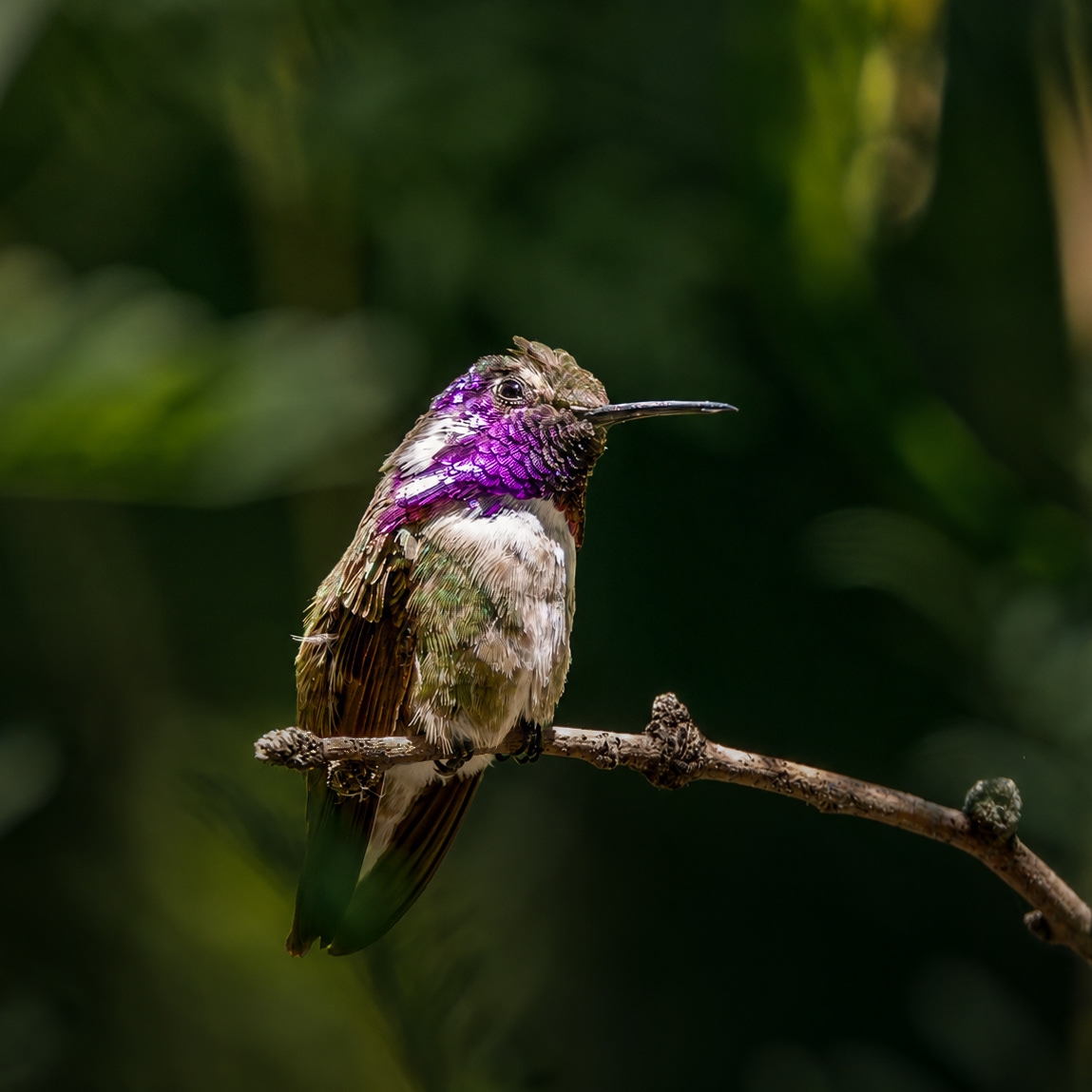 Costa's Hummingbird