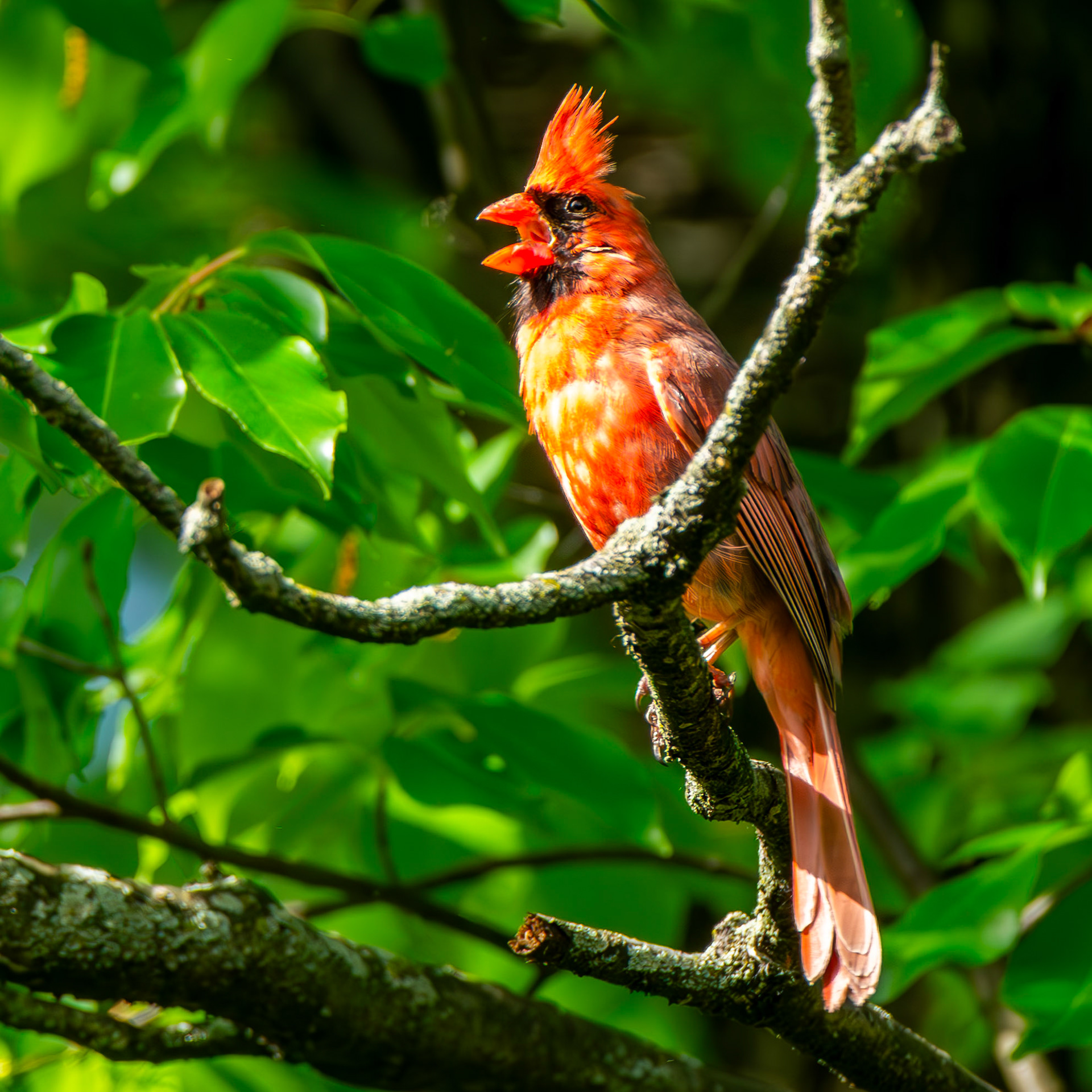 Northern Cardinal