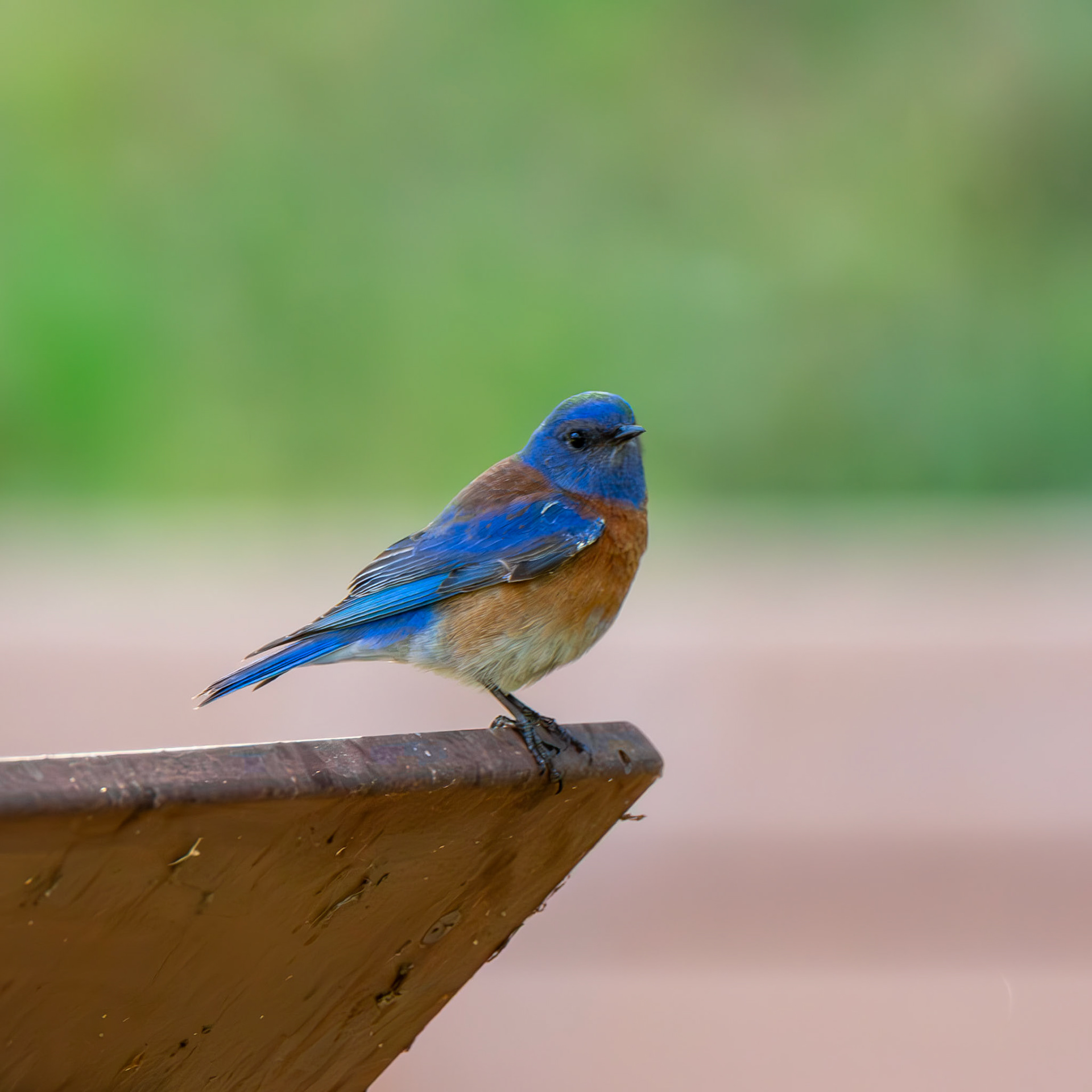 Western Bluebird
