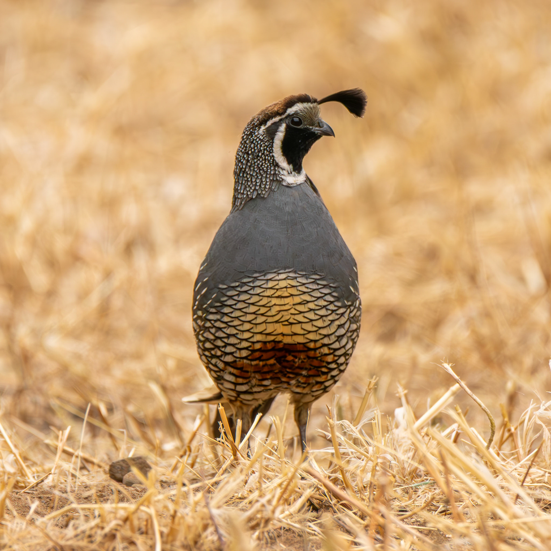California Quail