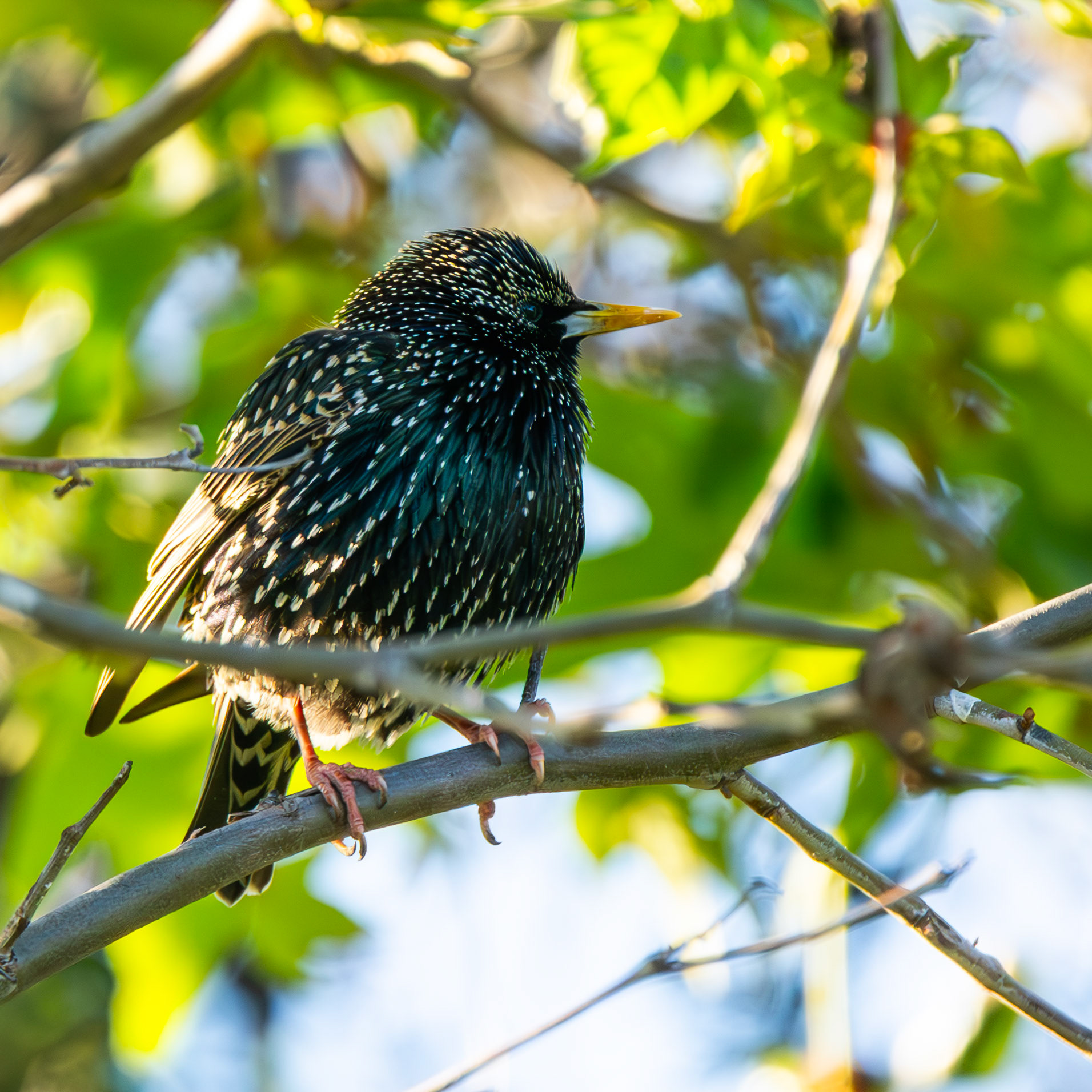 Common Starling